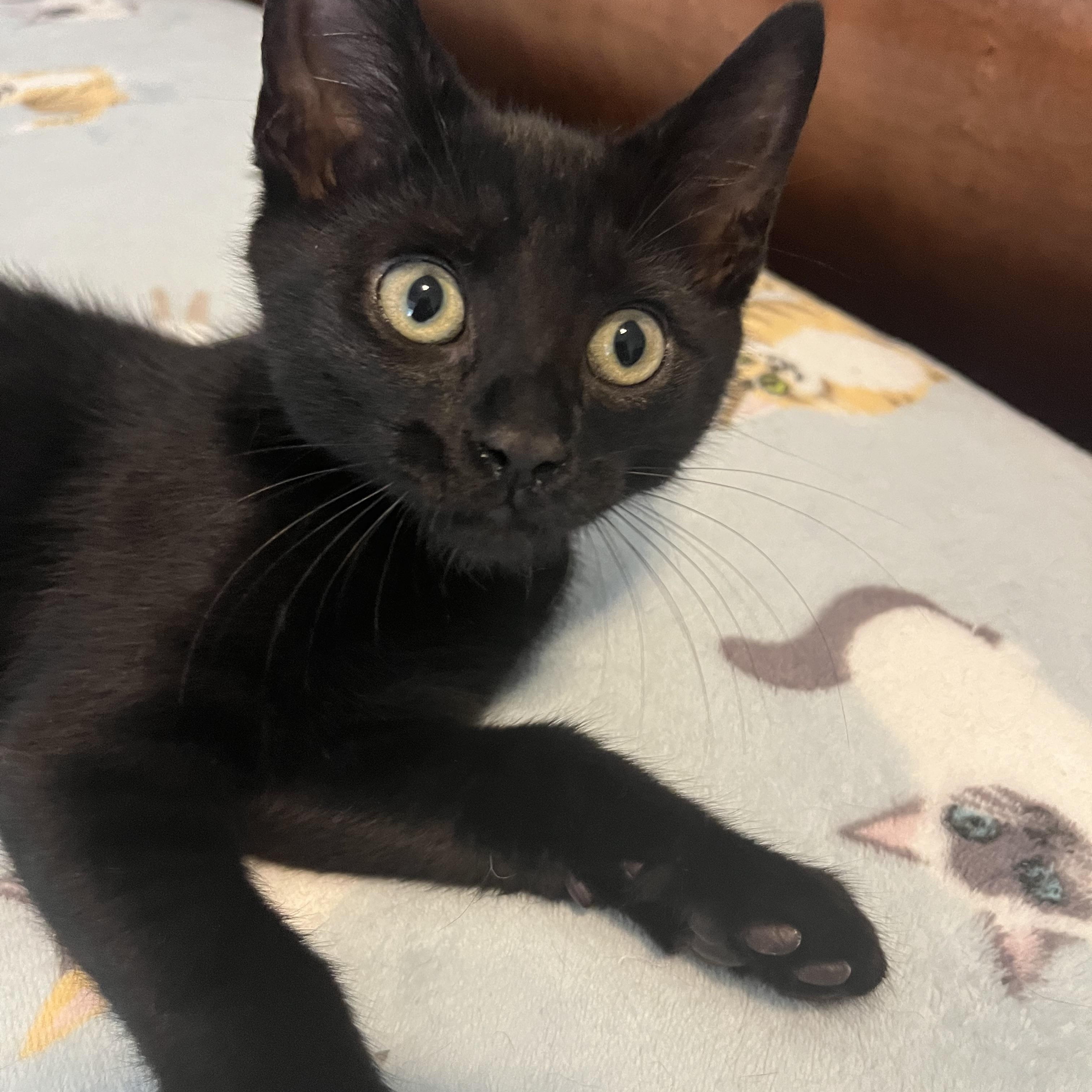 Espresso, a ADOPTABLE Domestic Short Hair in Duluth, GA image 2/5