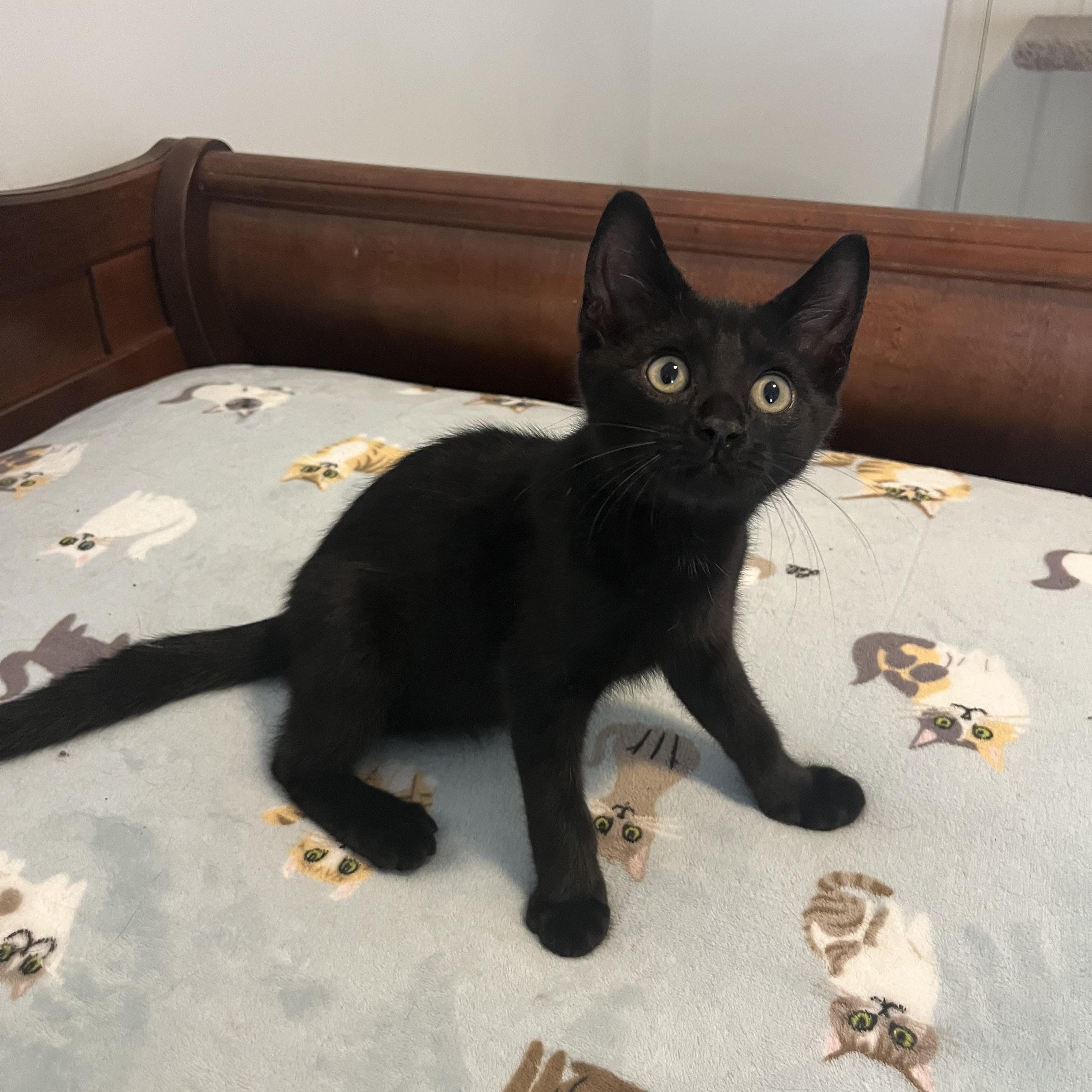 Espresso, a ADOPTABLE Domestic Short Hair in Duluth, GA image 3/5