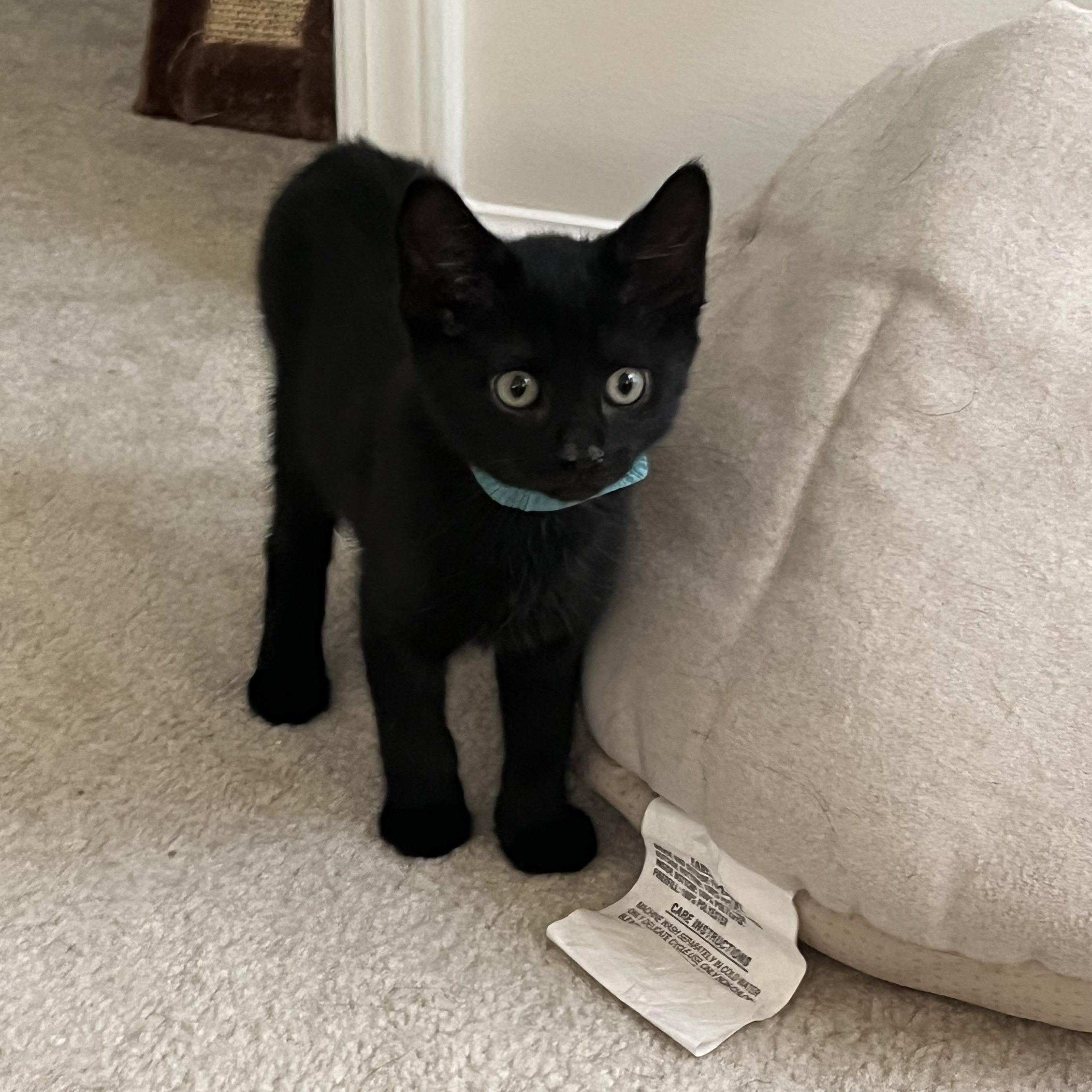 Espresso, a ADOPTABLE Domestic Short Hair in Duluth, GA image 4/5