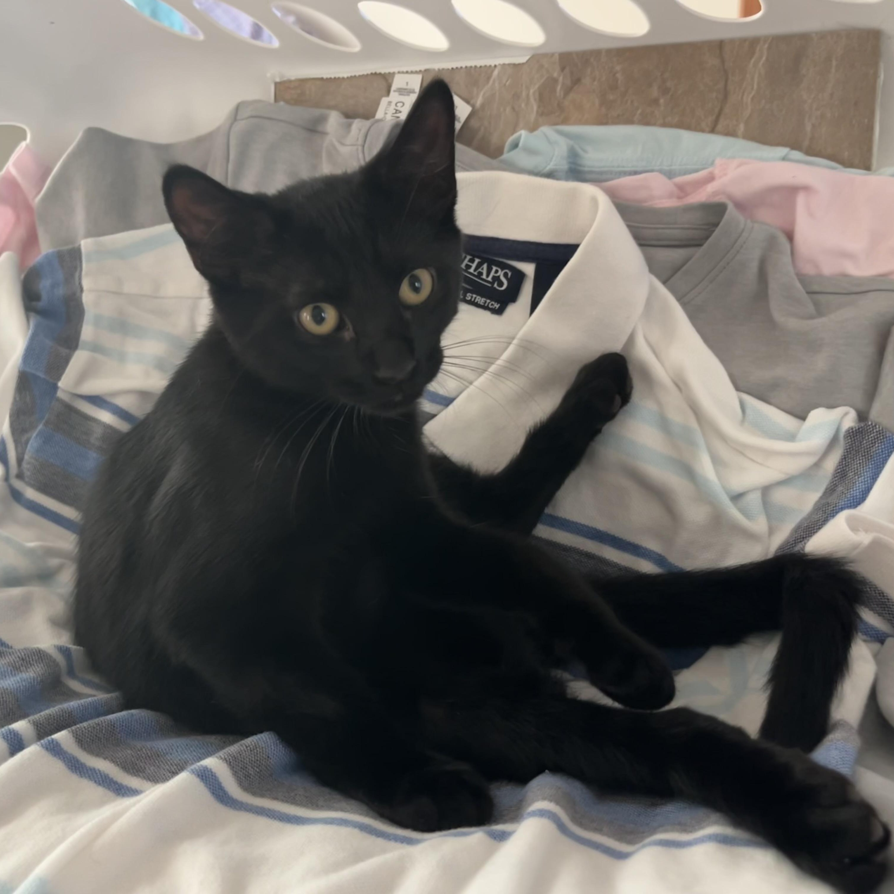 Espresso, ADOPTABLE, Kitten Male Domestic Short Hair.