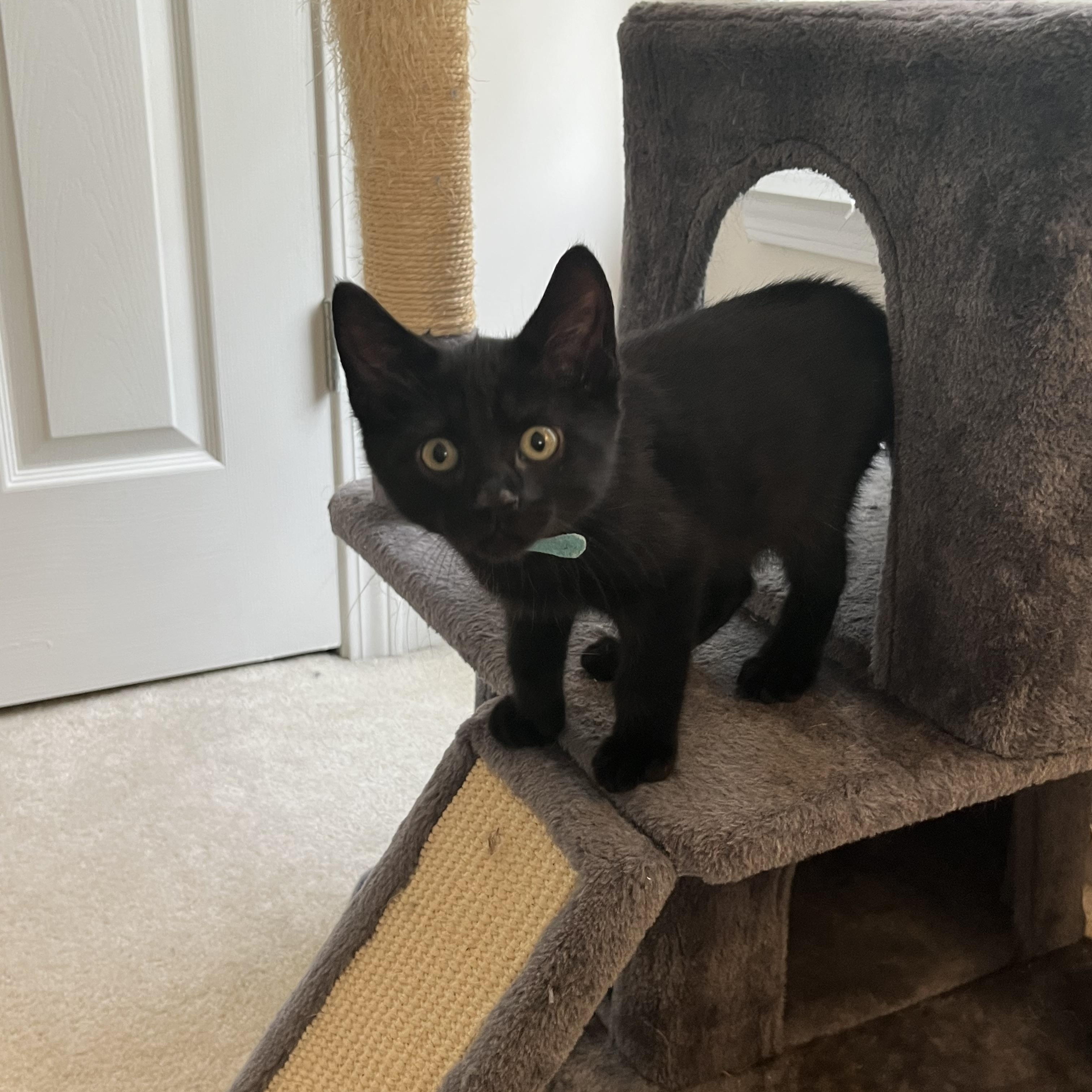 Espresso, a ADOPTABLE Domestic Short Hair in Duluth, GA image 5/5