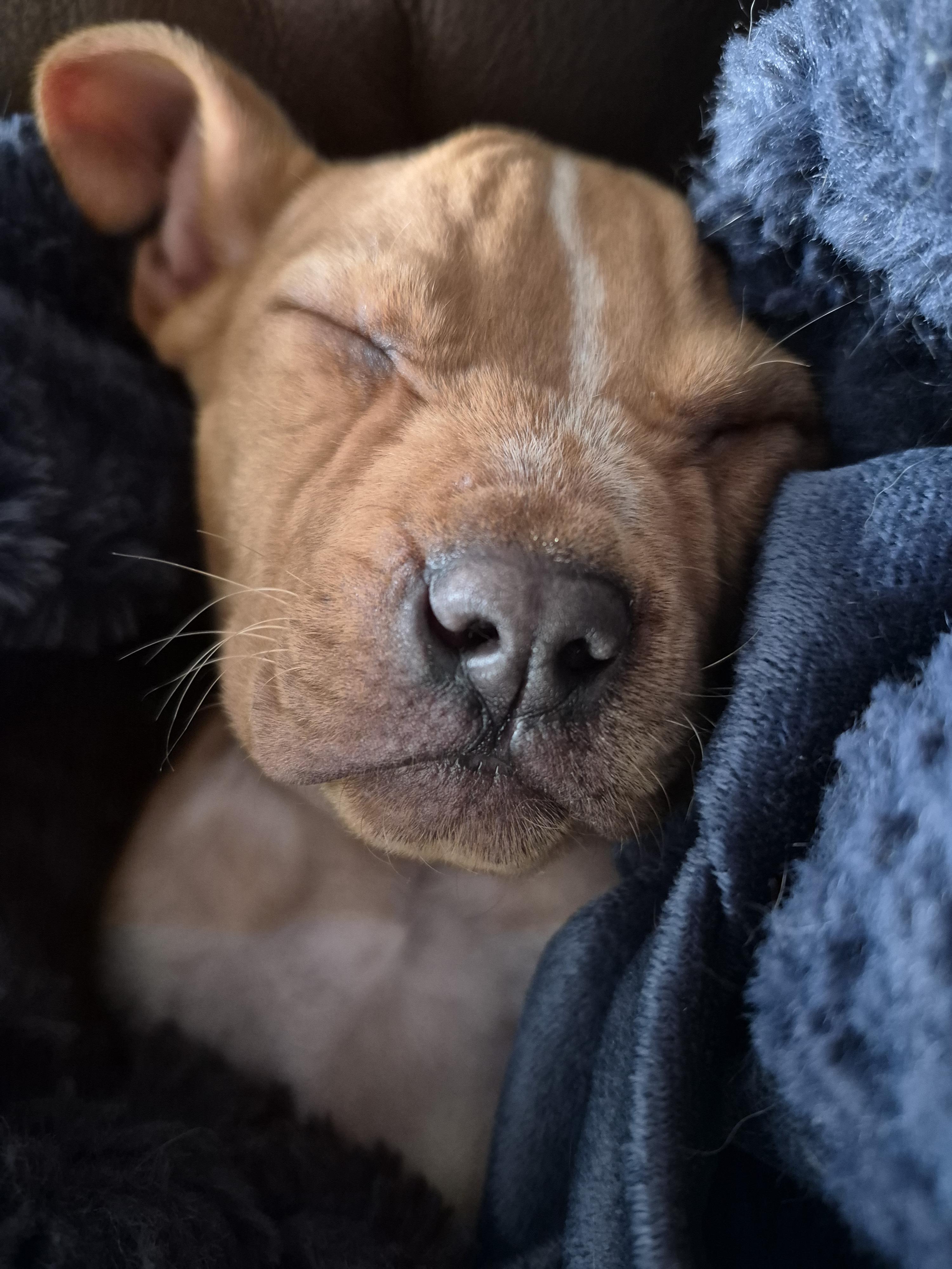 Kallan Rua adoption pending, an adopted mixed breed in Kingsport, TN image 2/4