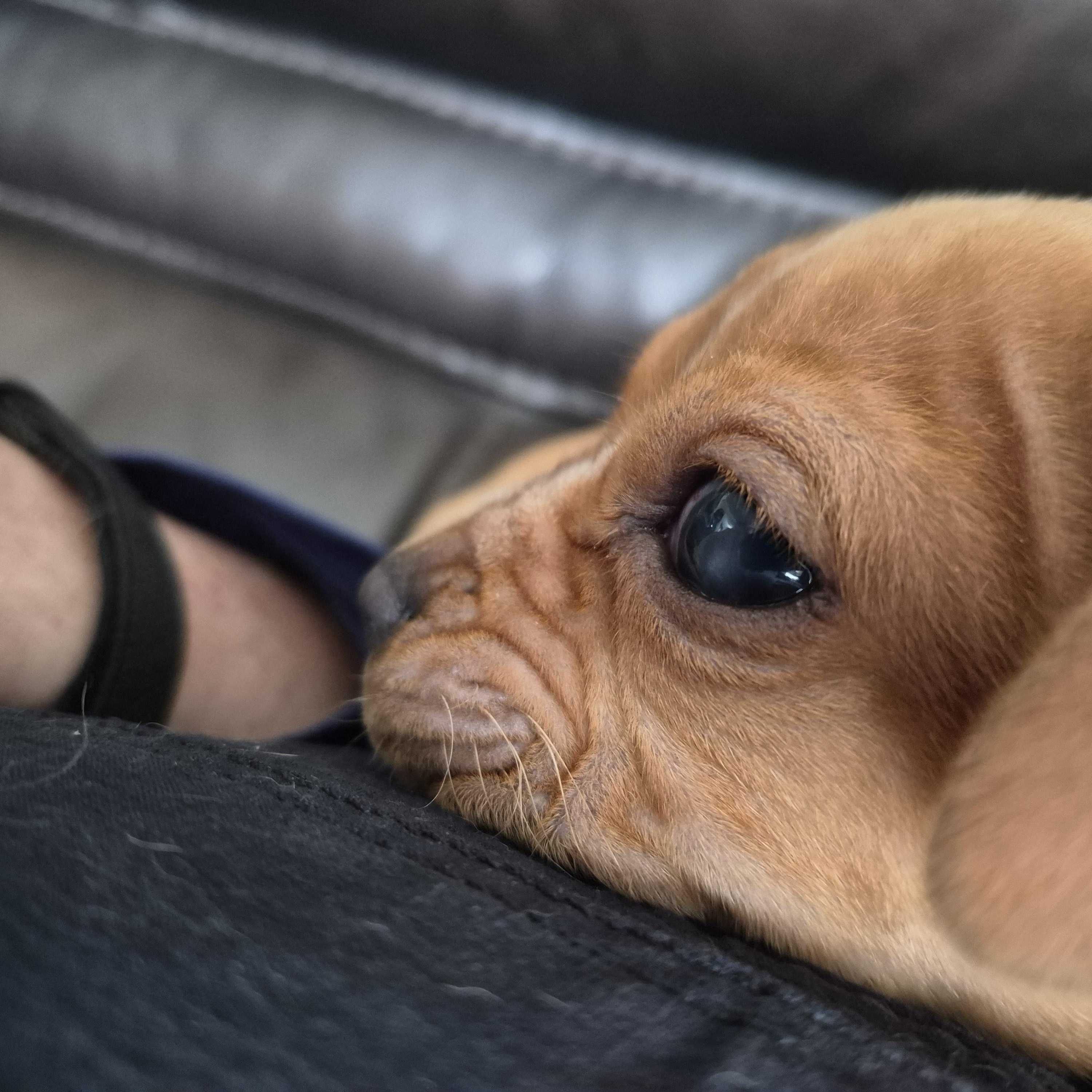 Kallan Ruasweet! thumbnail 3