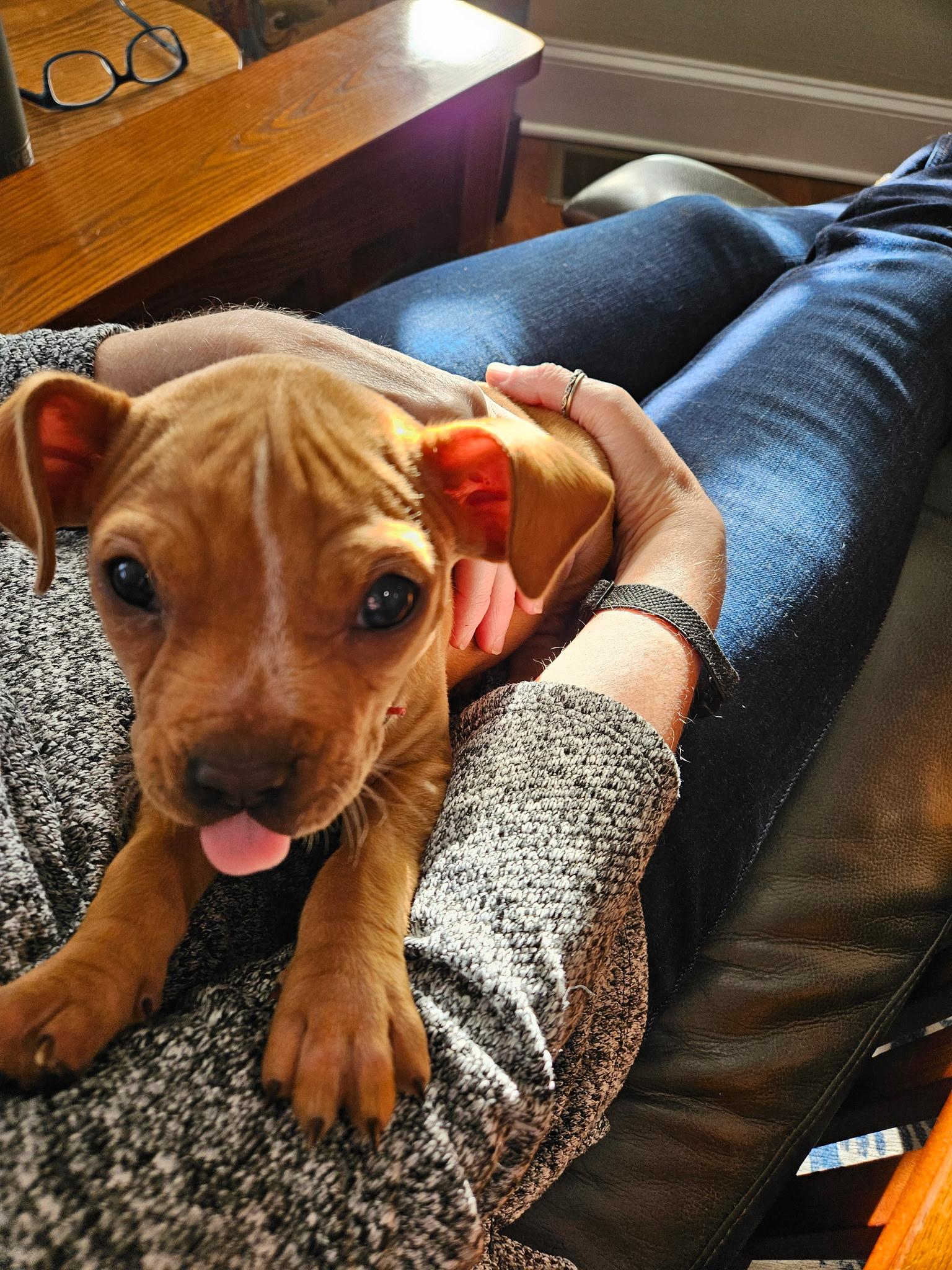 Kallan Rua adoption pending, an adopted mixed breed in Kingsport, TN image 1/4