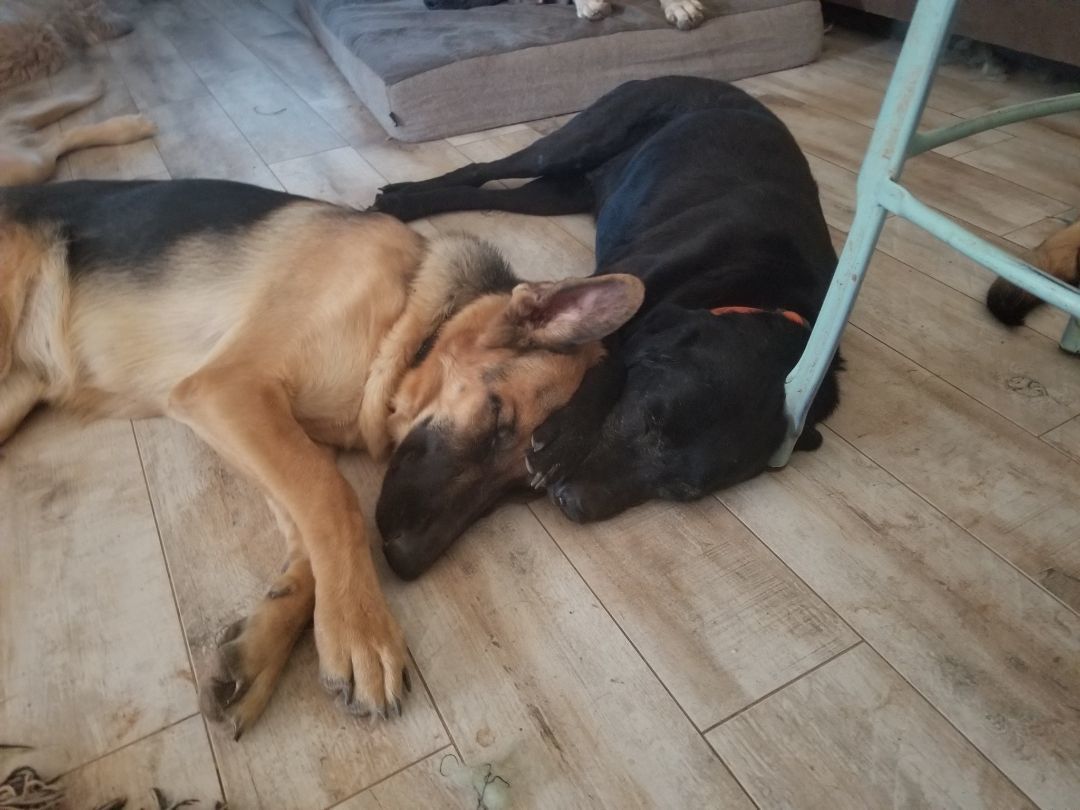 Lucas, Adoptable, Adult Male German Shepherd Dog.