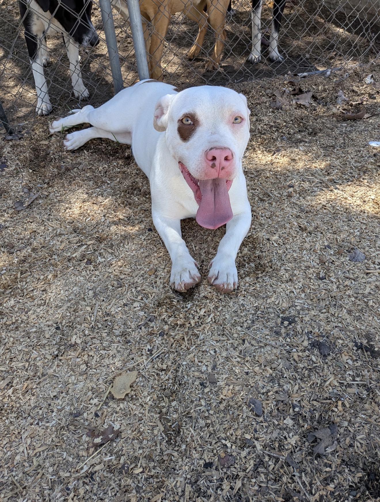 Stimpy , Adoptable, Young Male Basset Hound.