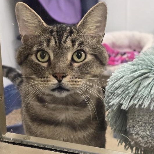 Enlarge Mr. Grayface, a Adoptable Domestic Short Hair in Prince Frederick, MD image 5/6