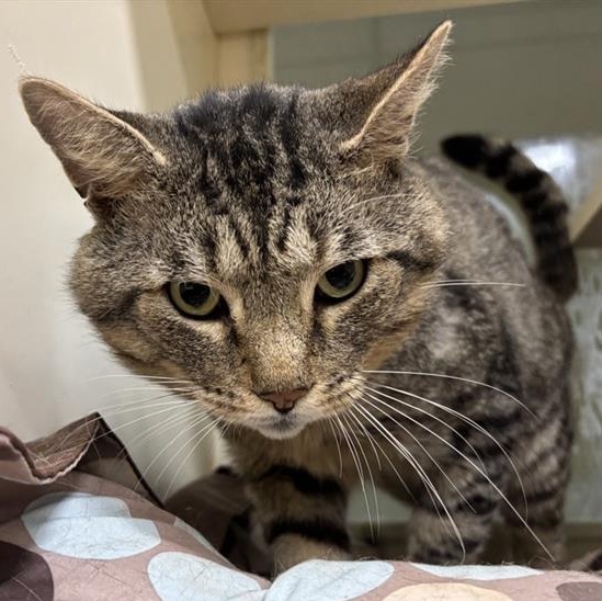 Mr. Grayface, a Adoptable Domestic Short Hair in Prince Frederick, MD image 1/2