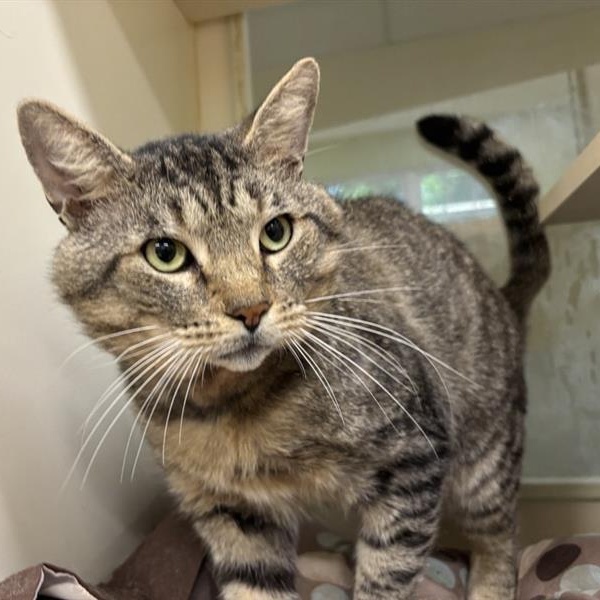 Mr. Grayface, a Adoptable Domestic Short Hair in Prince Frederick, MD image 2/2