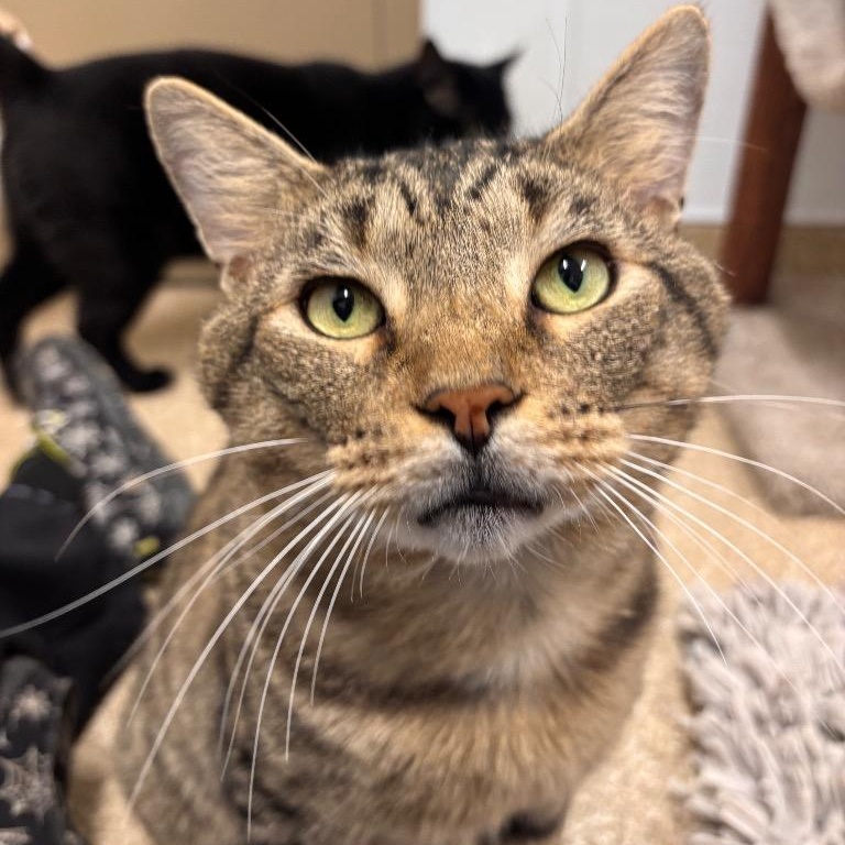 Enlarge Mr. Grayface, a Adoptable Domestic Short Hair in Prince Frederick, MD image 2/6