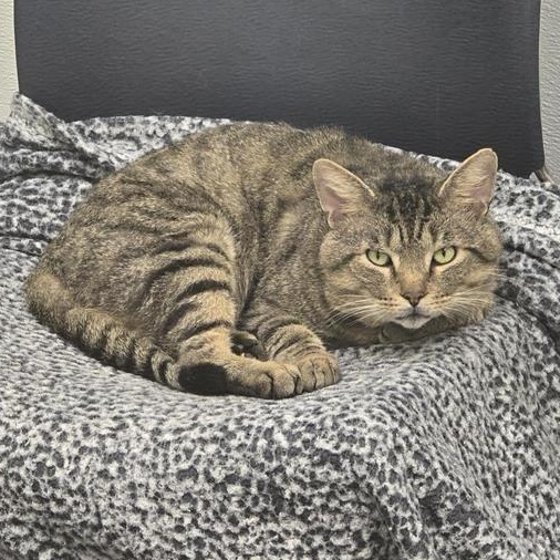 Enlarge Mr. Grayface, a Adoptable Domestic Short Hair in Prince Frederick, MD image 6/6