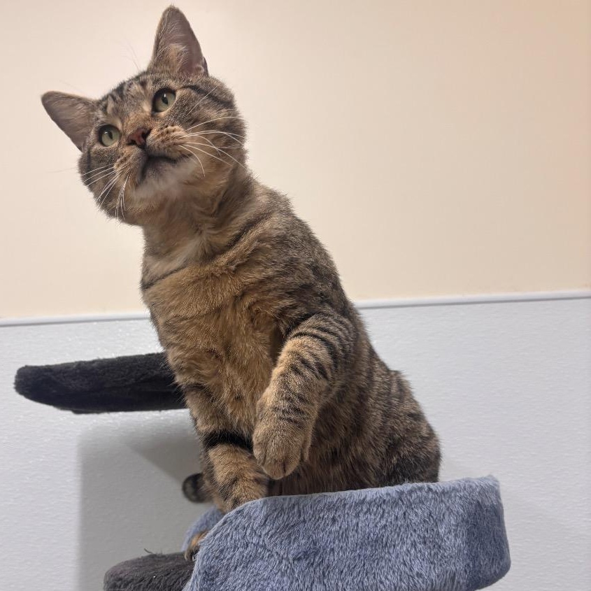 Enlarge Mr. Grayface, a Adoptable Domestic Short Hair in Prince Frederick, MD image 4/6