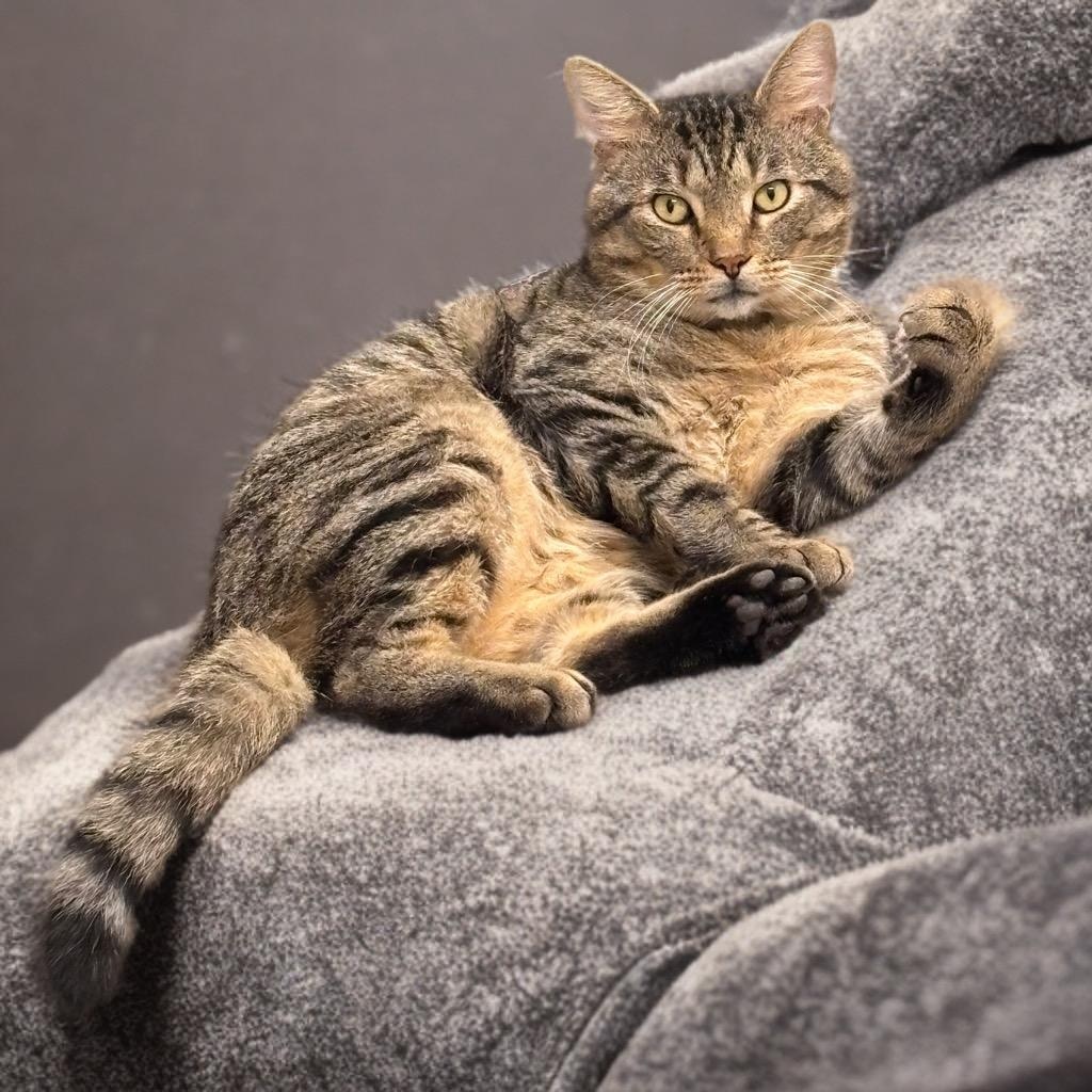 Mr. Grayface, Adoptable, Adult Male Domestic Short Hair.