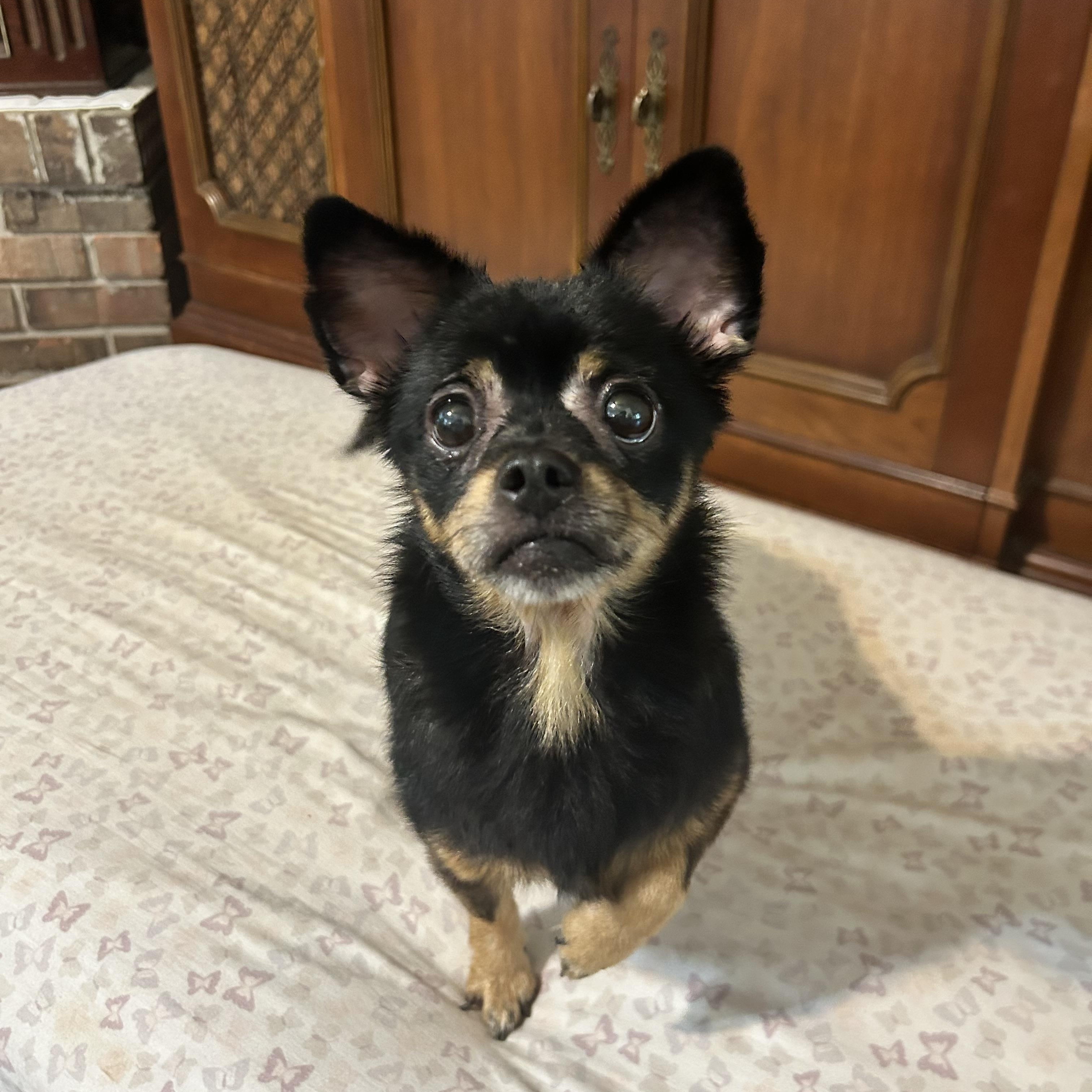 Enlarge Rattatat, a Adopted mixed breed in Mobile, AL image 3/5