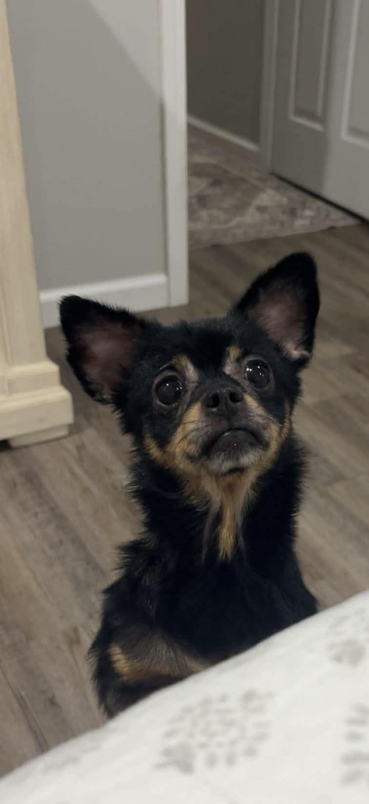 Enlarge Rattatat, a Adopted mixed breed in Mobile, AL image 2/5