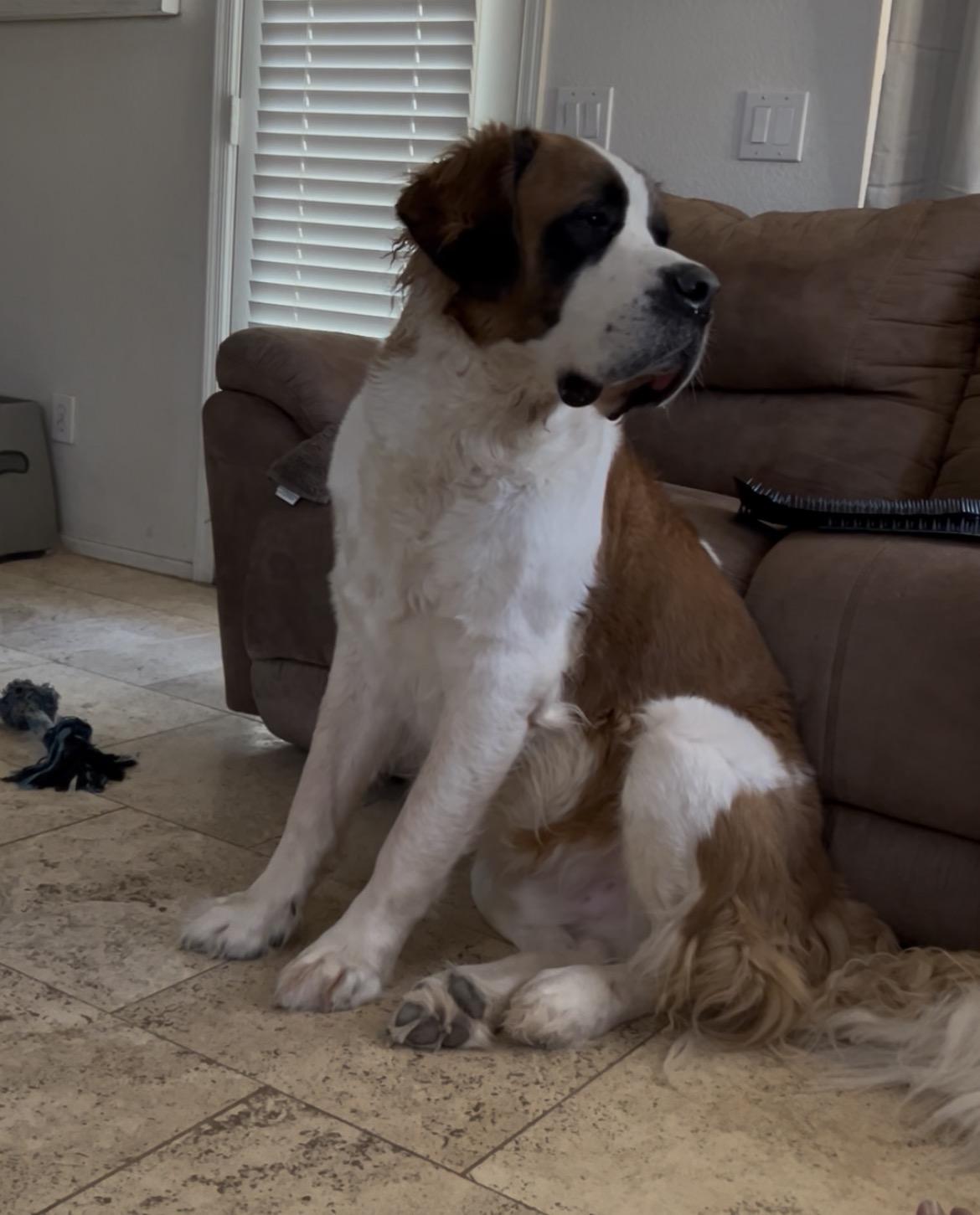Boulder, Adoptable, Adult Male Saint Bernard.