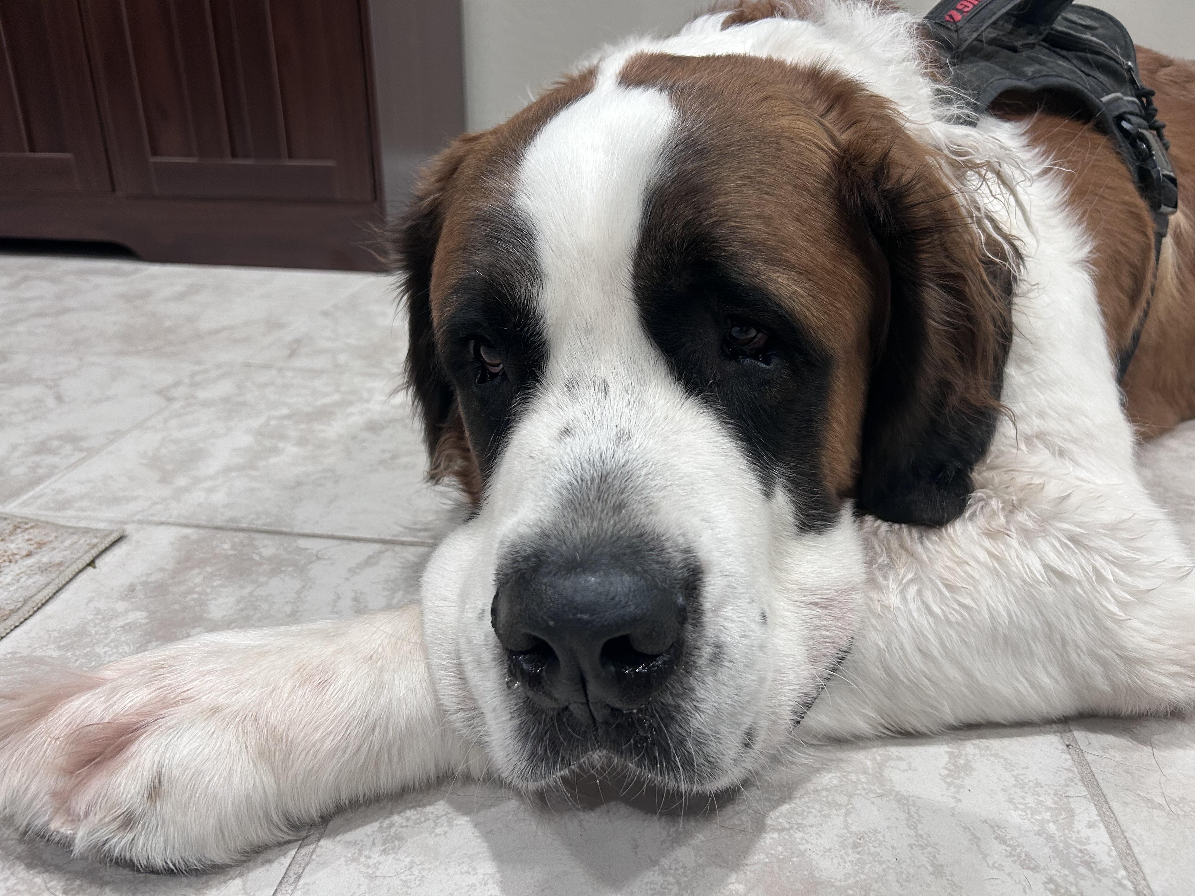 Enlarge Boulder, a Adoptable Saint Bernard in Mesa, AZ image 2/5