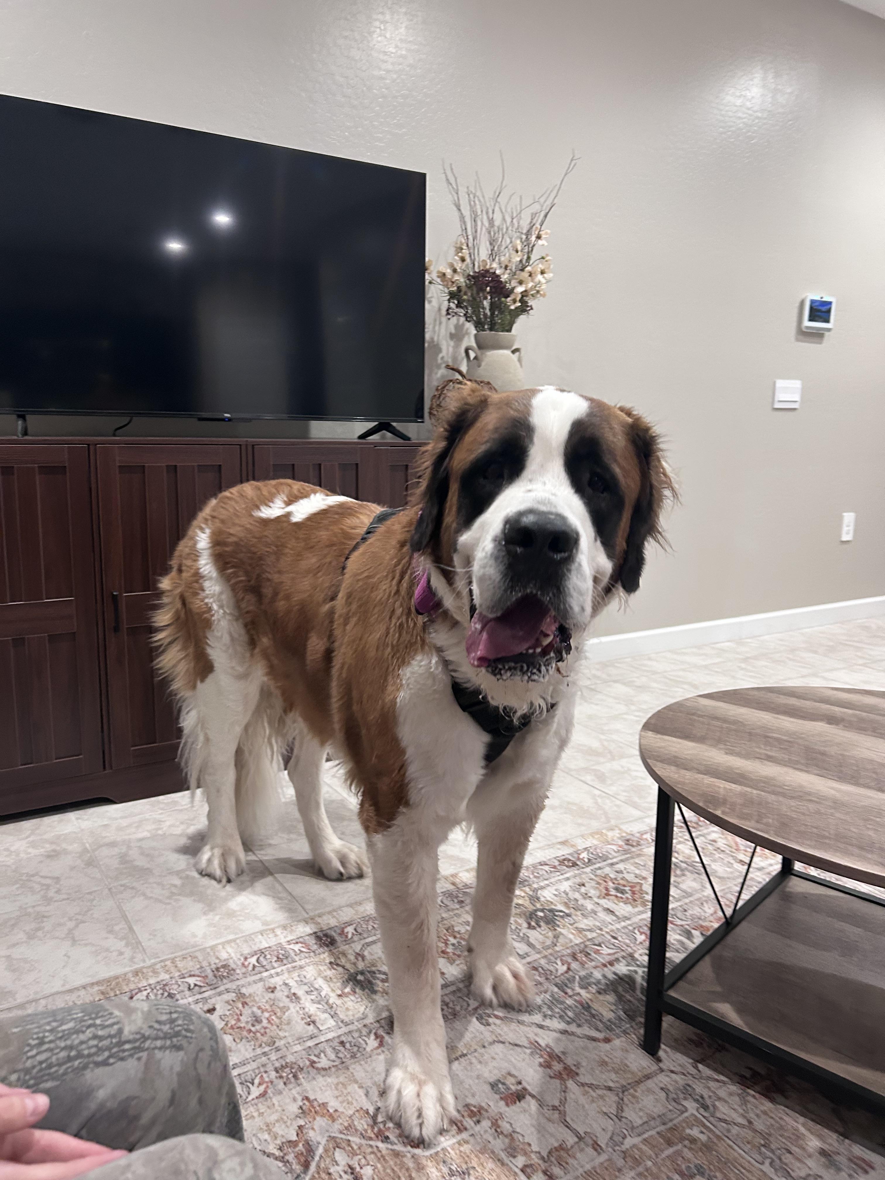 Enlarge Boulder, a Adoptable Saint Bernard in Mesa, AZ image 3/5