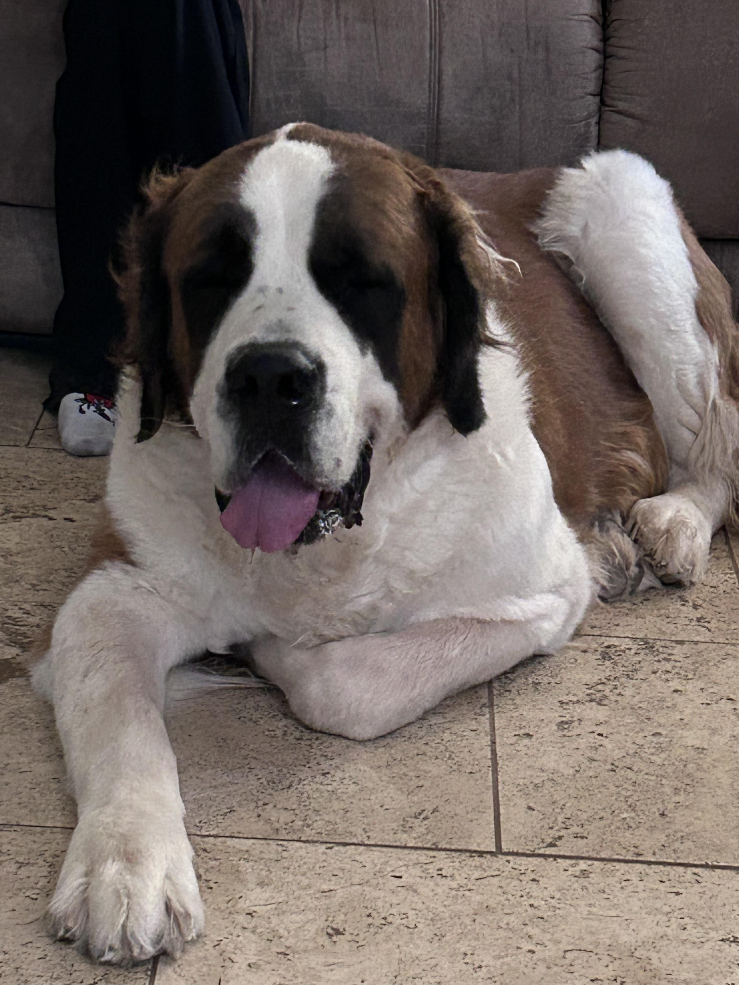 Enlarge Boulder, a Adoptable Saint Bernard in Mesa, AZ image 4/5