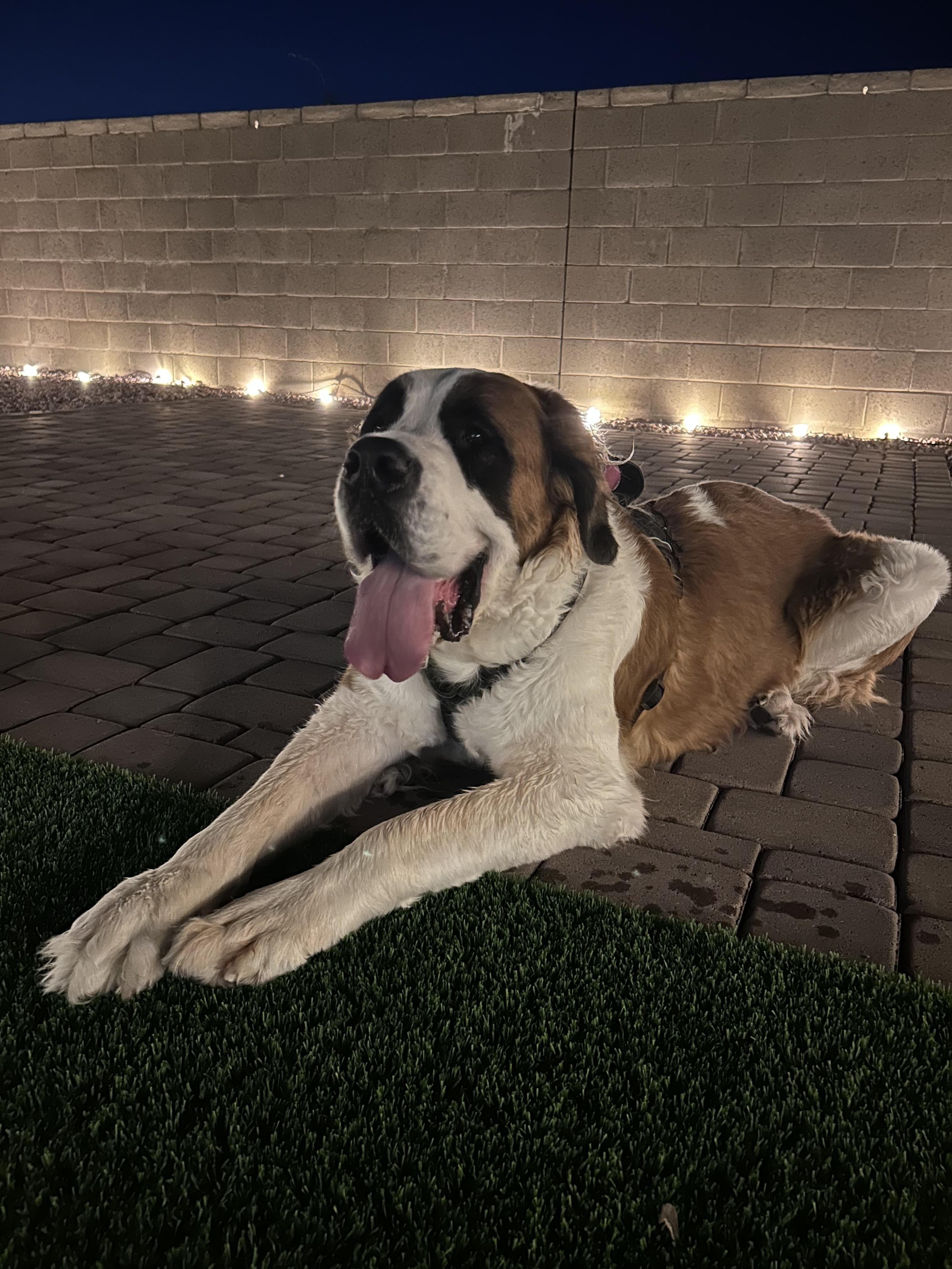 Enlarge Boulder, a Adoptable Saint Bernard in Mesa, AZ image 5/5