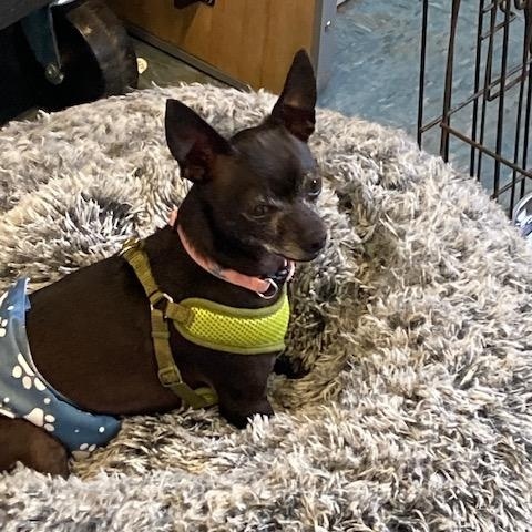 Jax, adopted, Adult Male Chihuahua.