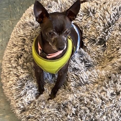 Enlarge Jax, an adopted Chihuahua in Turners Falls, MA image 2/3