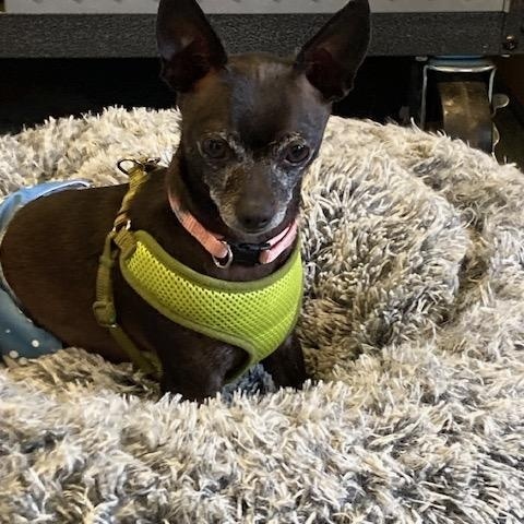 Enlarge Jax, an adopted Chihuahua in Turners Falls, MA image 3/3