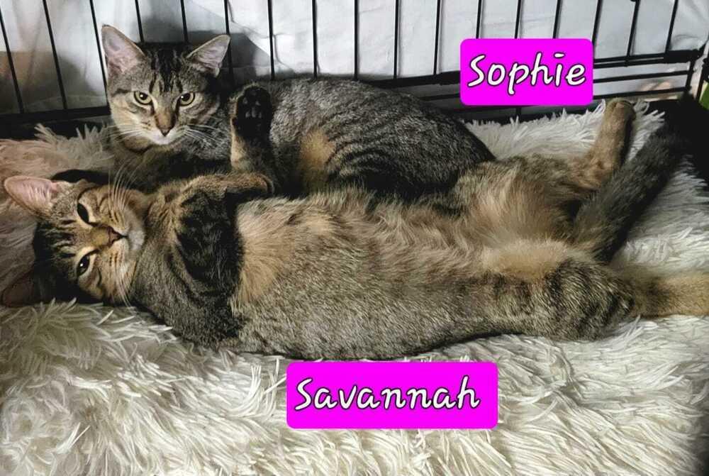 Savanah, Adoptable, Young Female Domestic Short Hair.