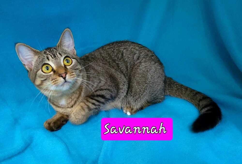 Enlarge Savanah, a Adoptable mixed breed in Jessup, MD image 2/2