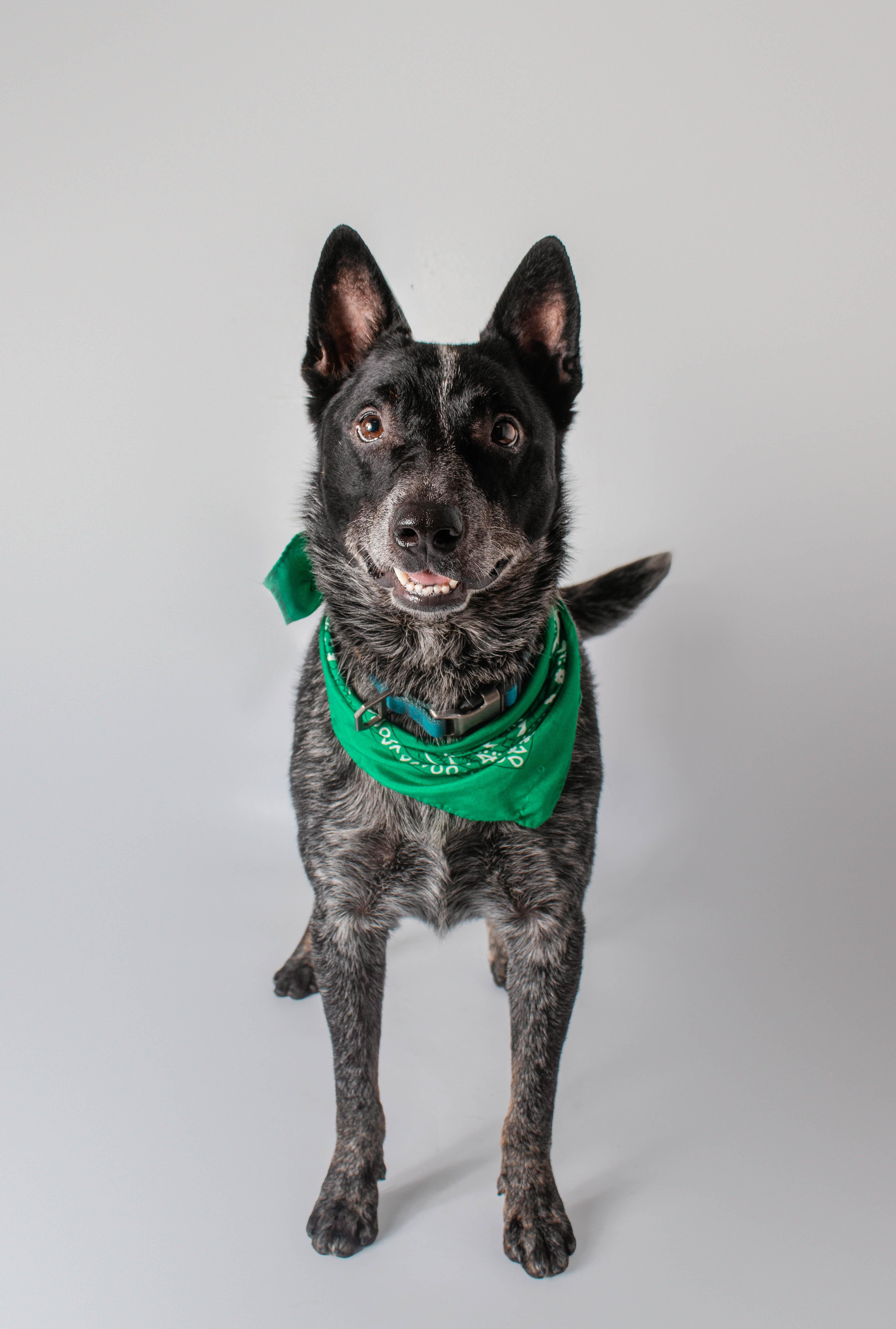 Enlarge Whiskey, a ADOPTABLE mixed breed in Plaquemine, LA image 2/2