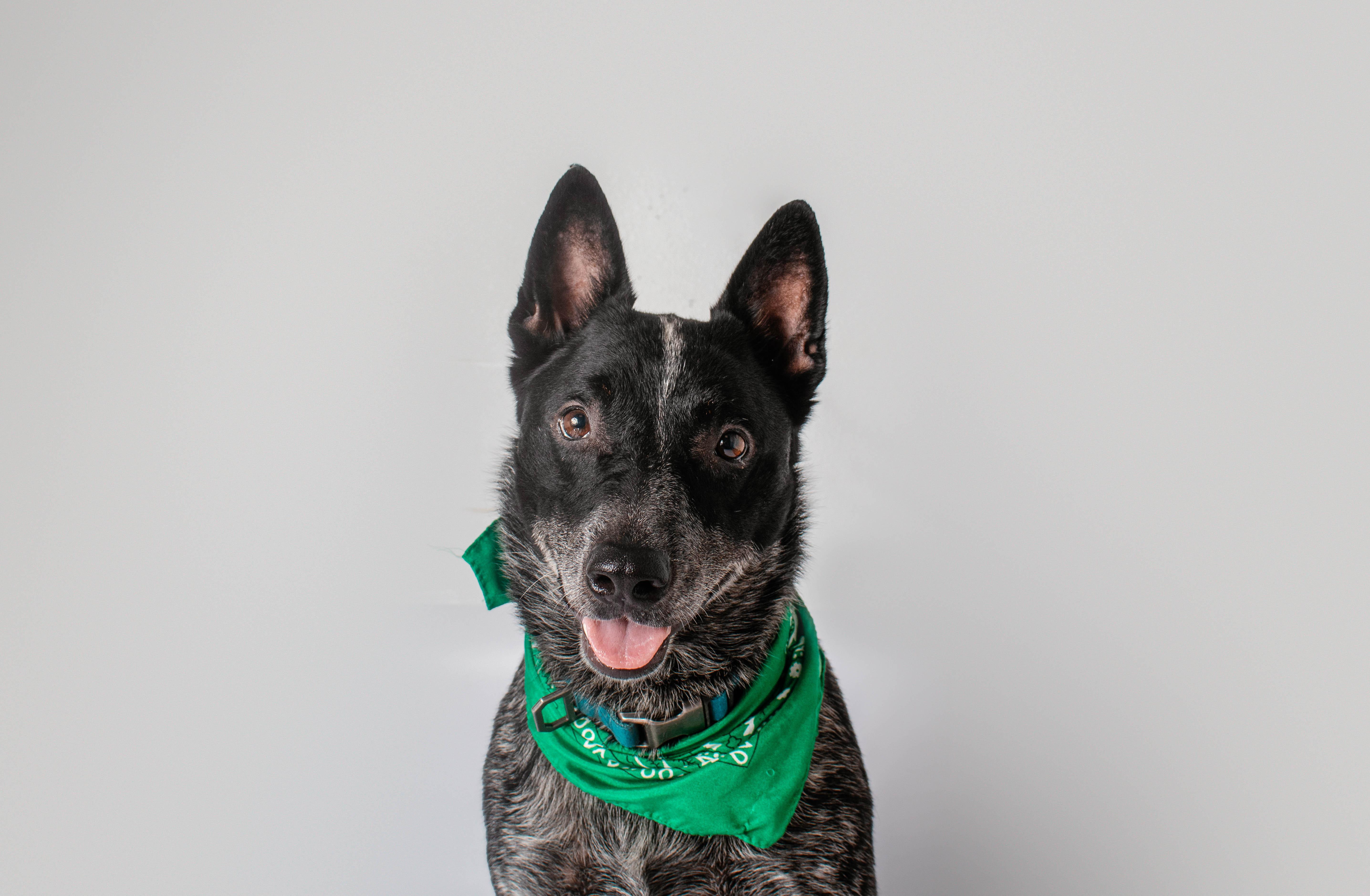 Whiskey, ADOPTABLE, Adult Male Australian Cattle Dog / Blue Heeler.
