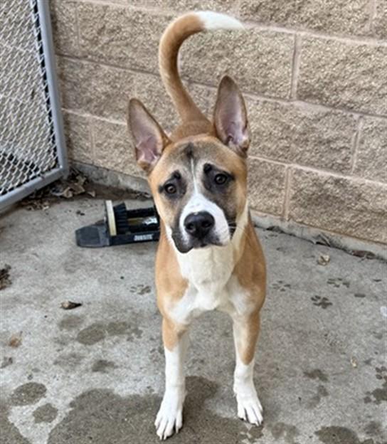 ROSCOE, Adoptable, Young Male Boxer & Akita.