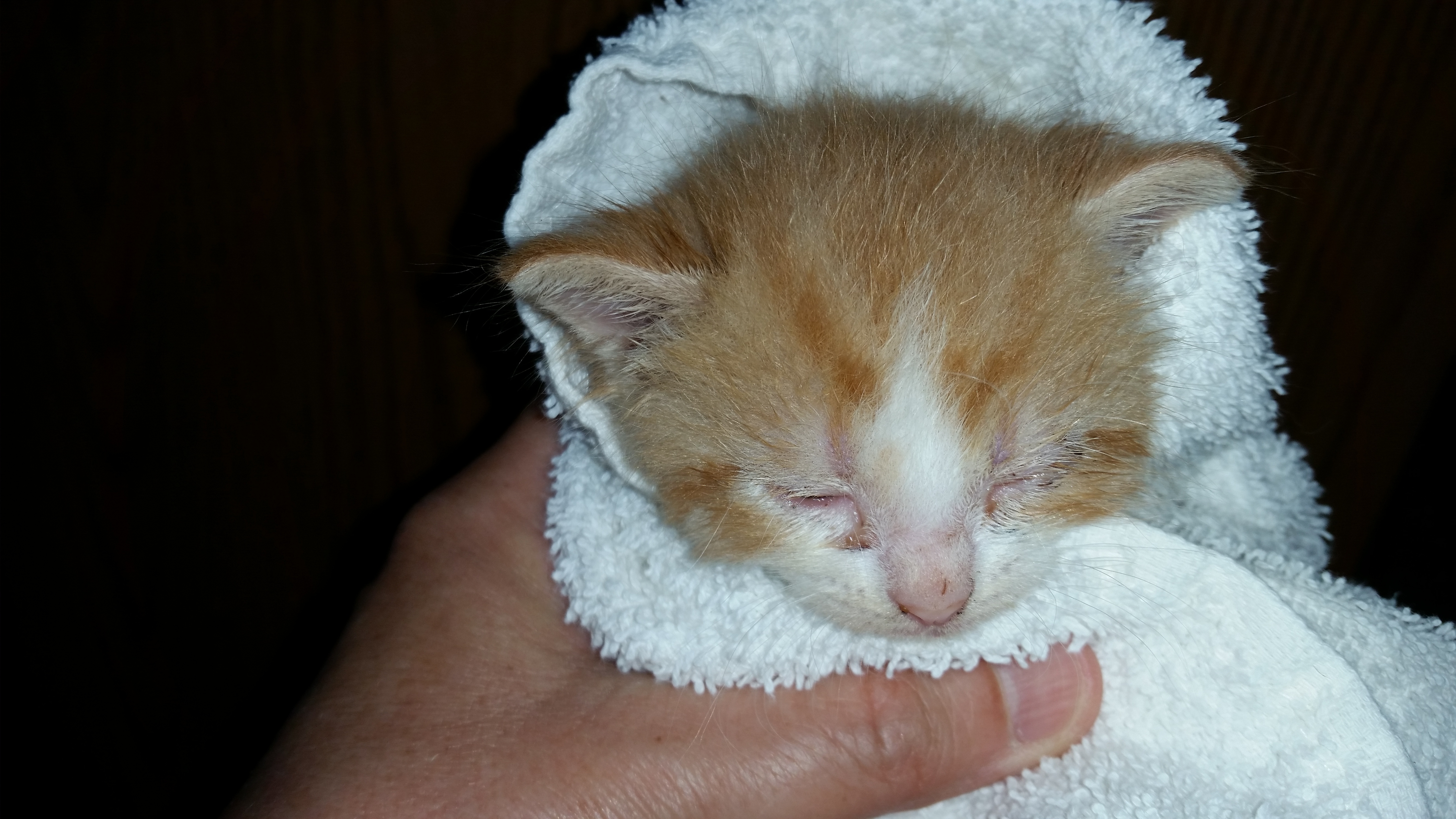 SUNSHINE, Adoptable, Adult Male Maine Coon & Tiger.