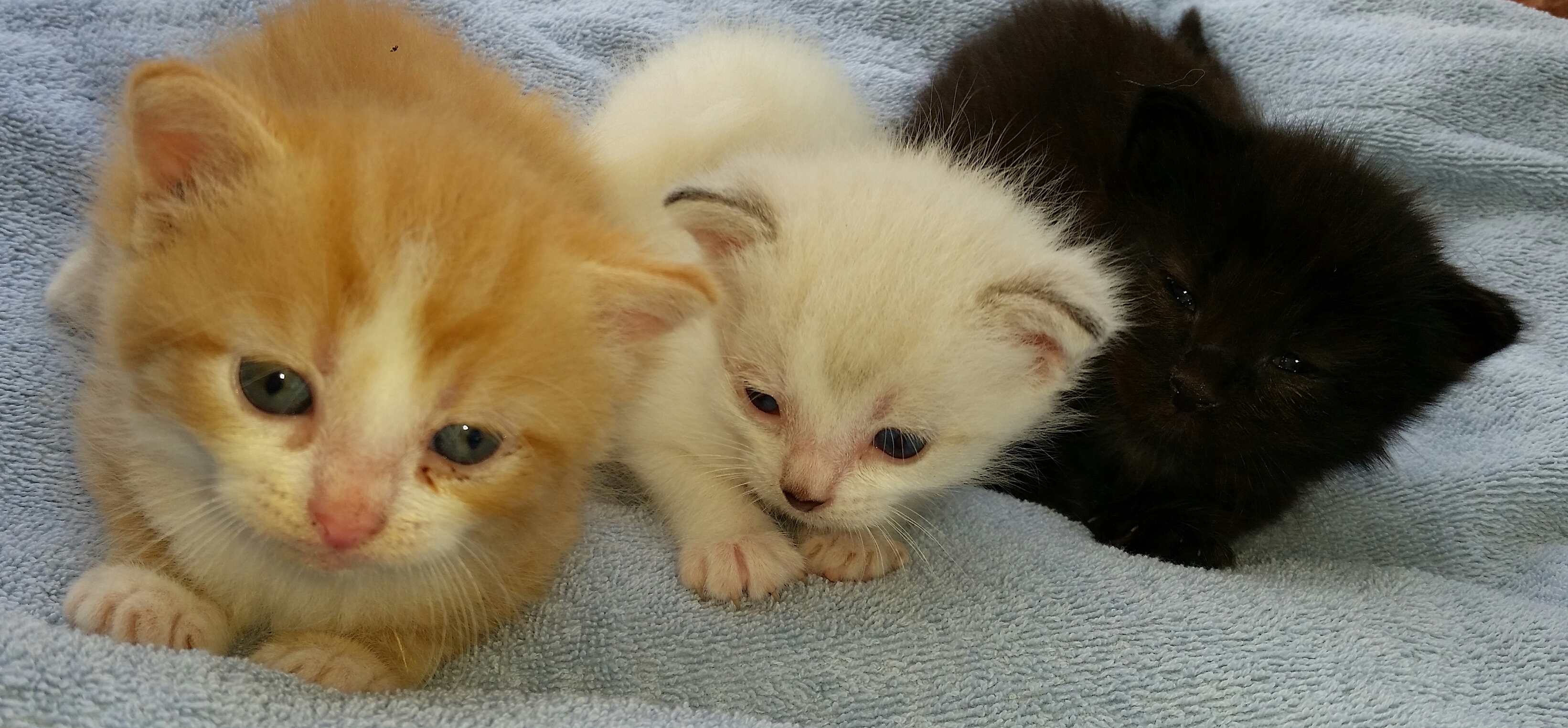 SUNSHINE, a Adoptable mixed breed in Sardinia, OH image 2/12