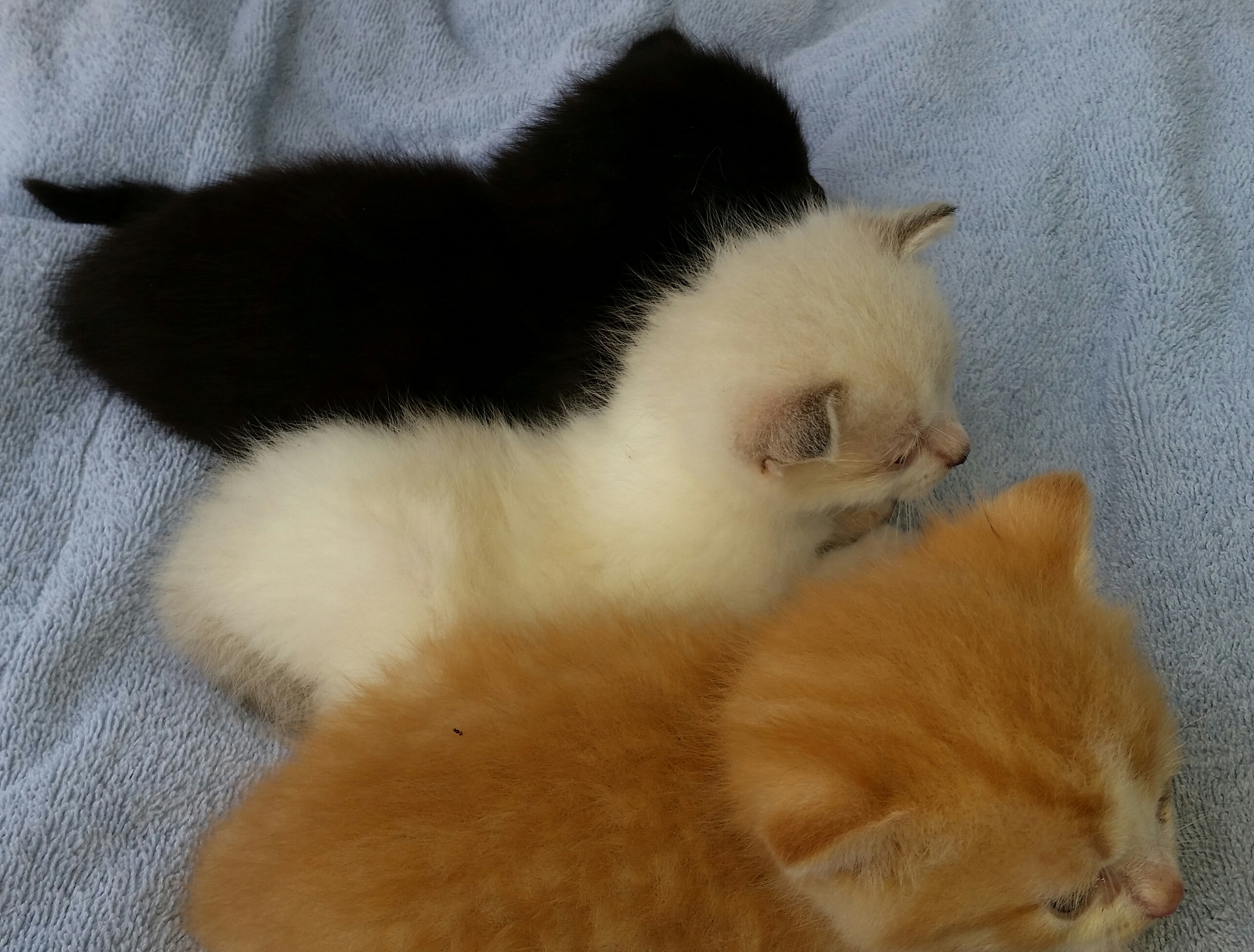 SUNSHINE, a Adoptable mixed breed in Sardinia, OH image 3/12