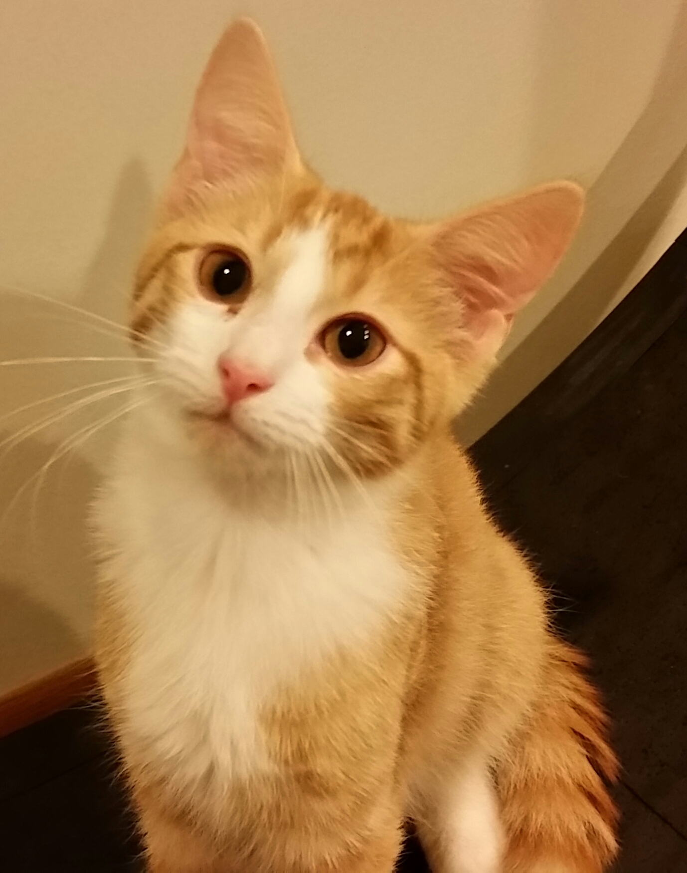 SUNSHINE, a Adoptable mixed breed in Sardinia, OH image 4/12