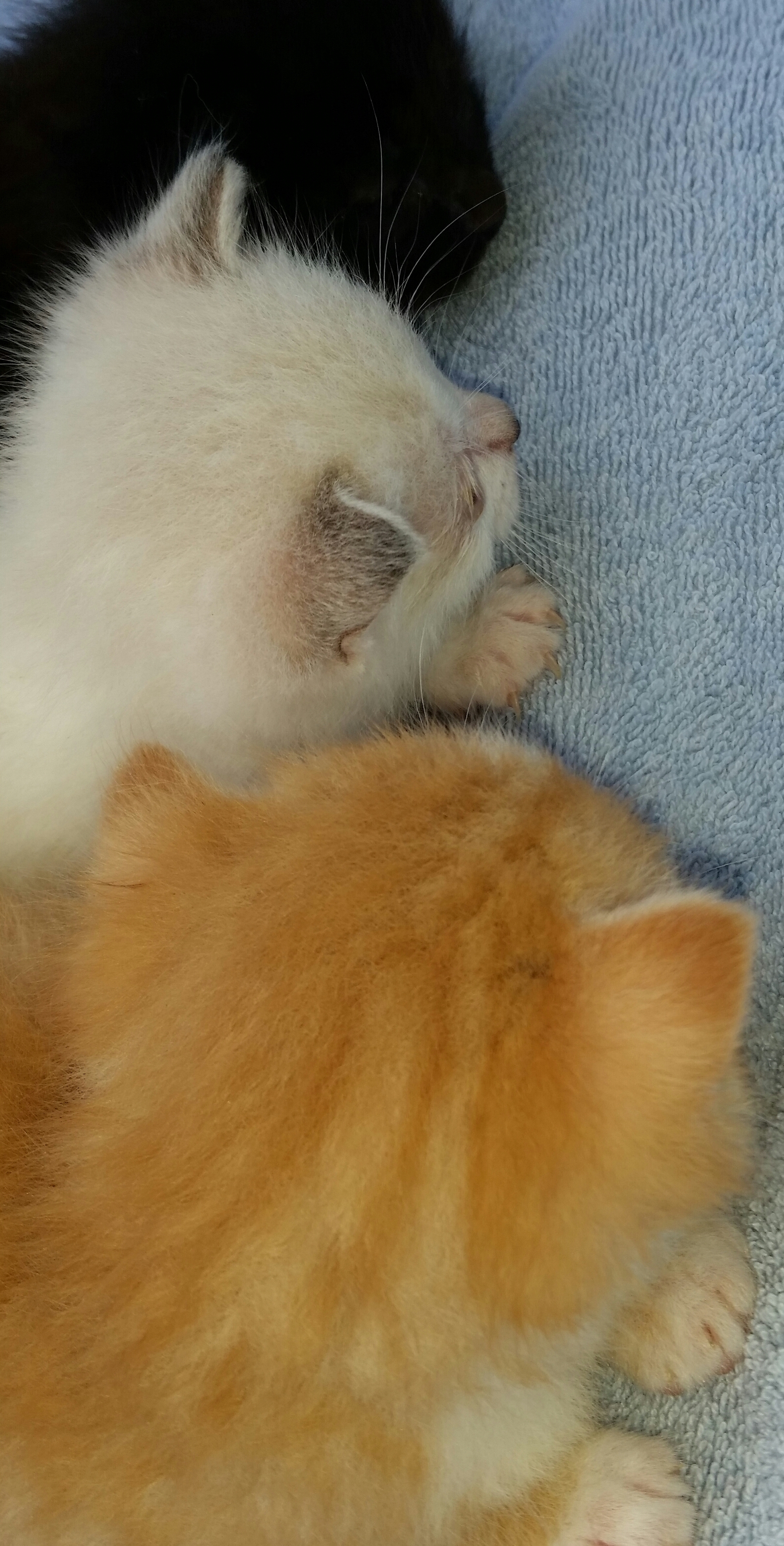 SUNSHINE, a Adoptable mixed breed in Sardinia, OH image 5/12