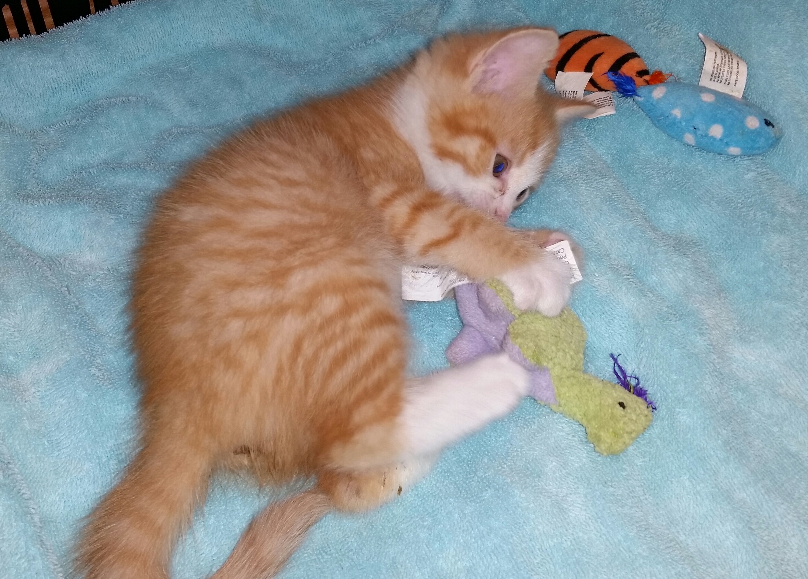 SUNSHINE, a Adoptable mixed breed in Sardinia, OH image 6/12