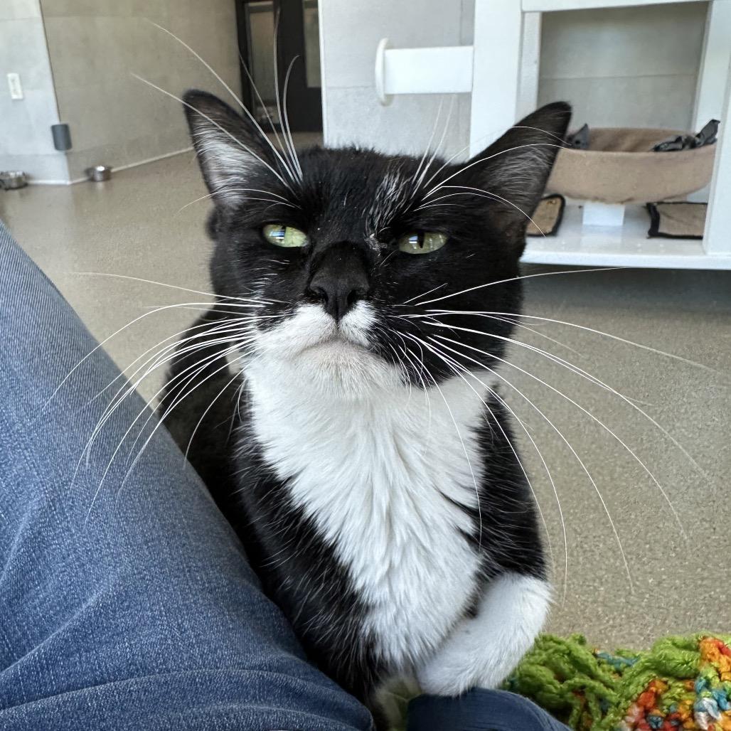 Salem, a Adoptable Domestic Short Hair in Cody, WY image 1/6