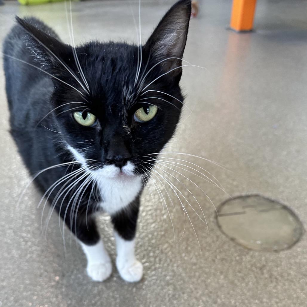 Salem, a Adoptable Domestic Short Hair in Cody, WY image 2/6