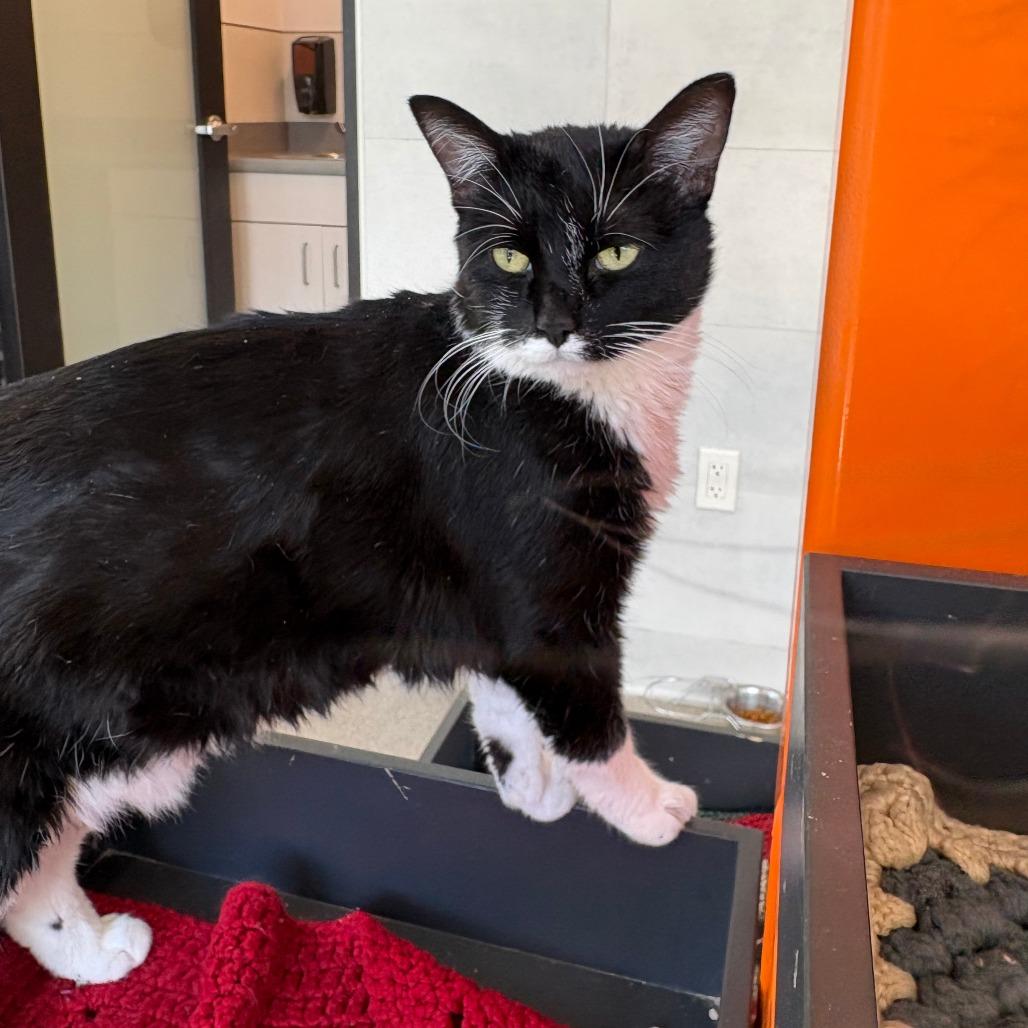 Salem, a Adoptable Domestic Short Hair in Cody, WY image 3/6