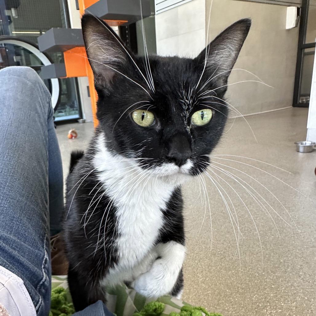 Salem, a Adoptable Domestic Short Hair in Cody, WY image 4/6