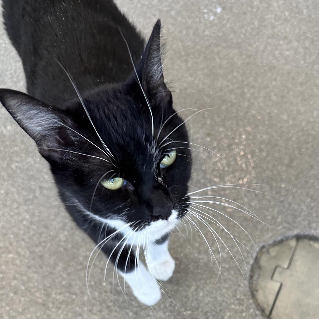 Salem, a Adoptable Domestic Short Hair in Cody, WY image 5/6