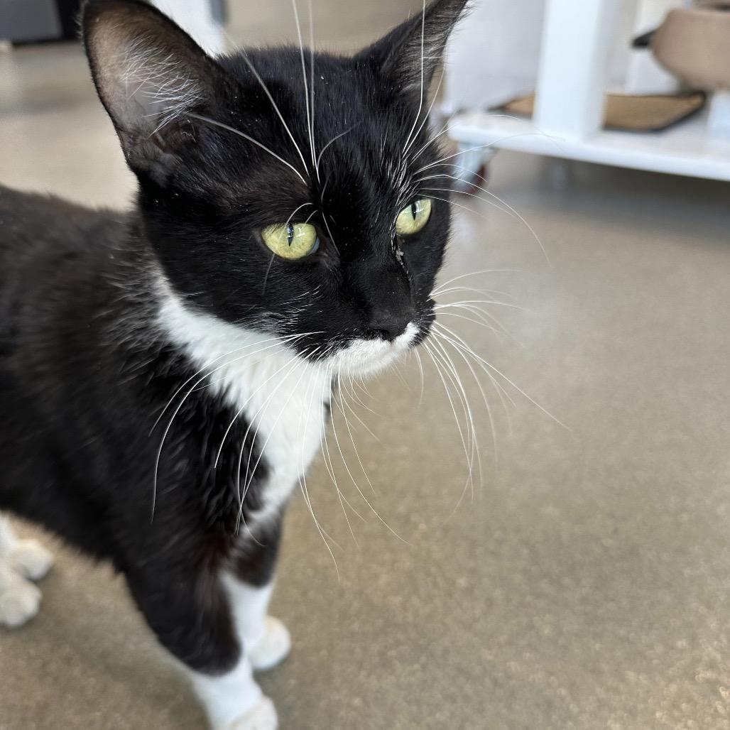 Salem, a Adoptable Domestic Short Hair in Cody, WY image 6/6