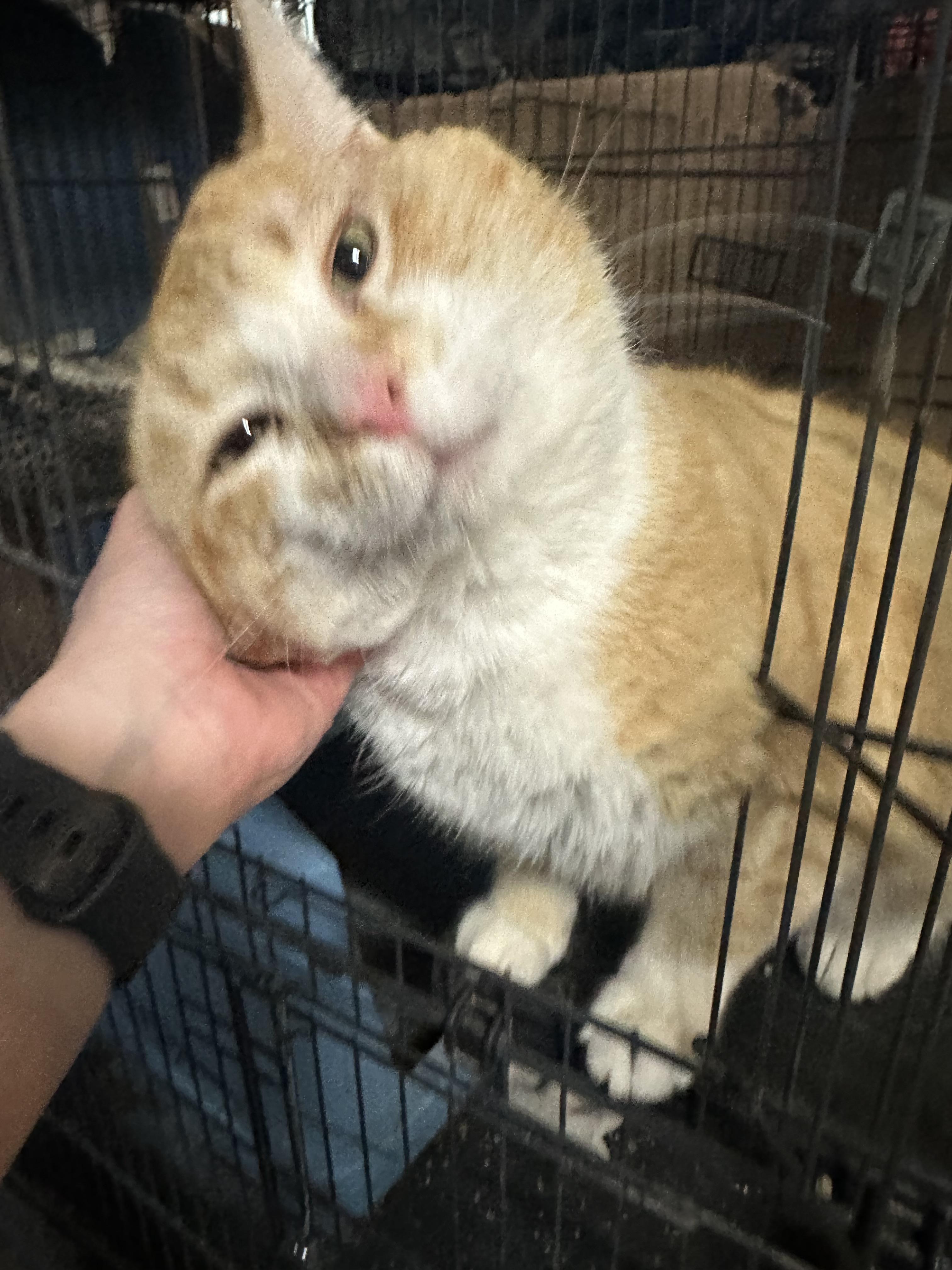 Enlarge Moose , a ADOPTABLE Tabby in Branson, MO image 3/3