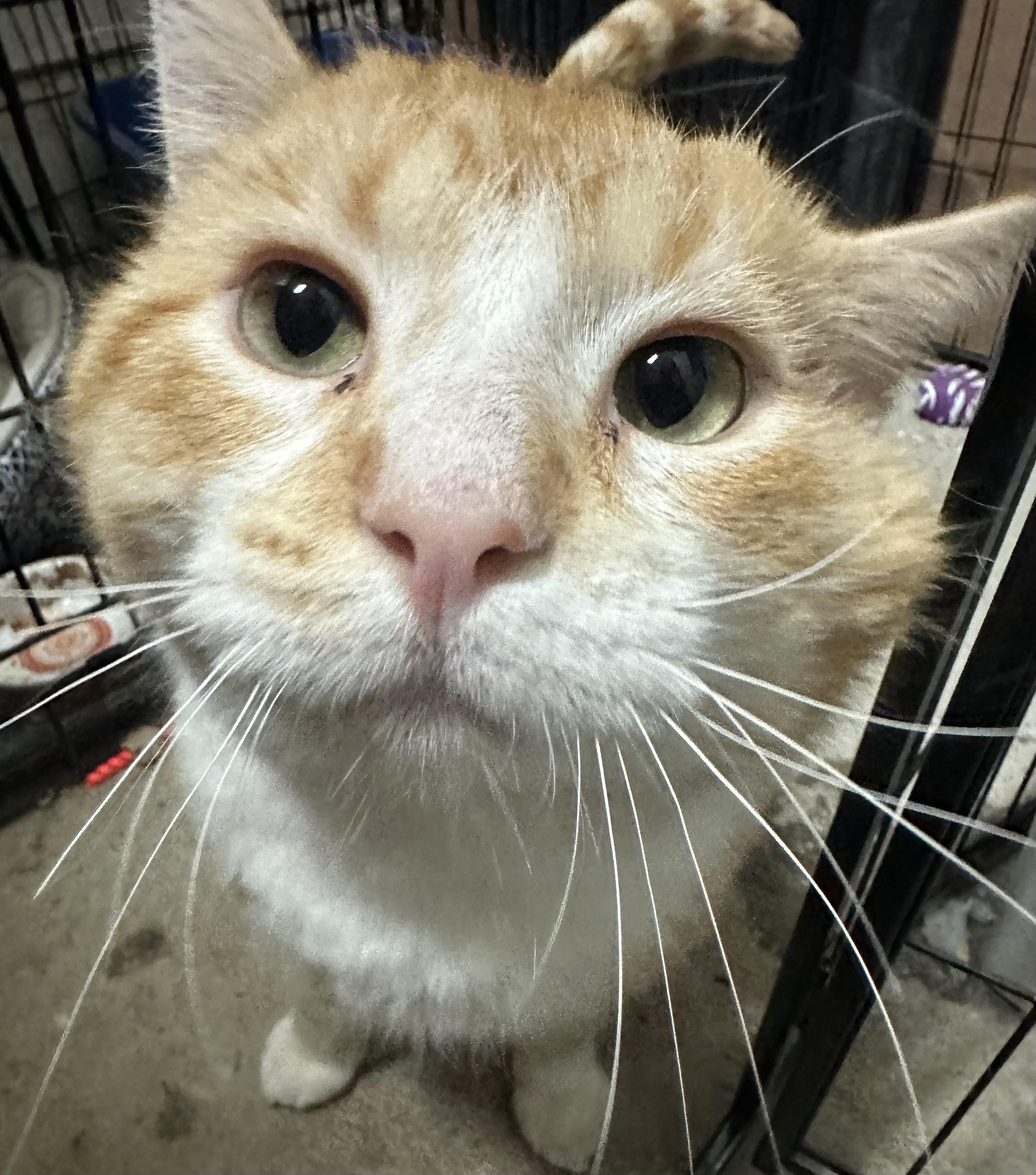 Enlarge Moose , a ADOPTABLE Tabby in Branson, MO image 2/3