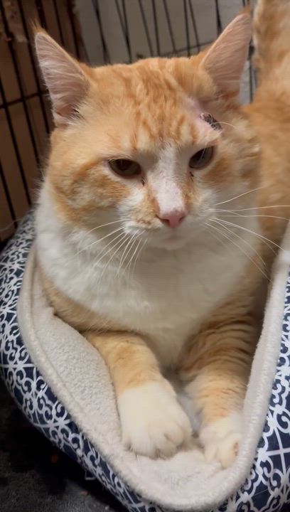 Enlarge Moose , a ADOPTABLE Tabby in Branson, MO video 1/3