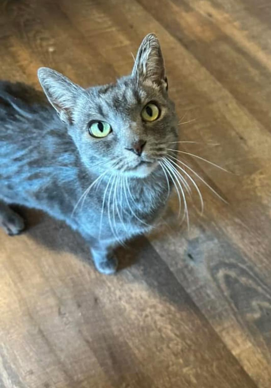 Belle, a Adoptable Tabby in Gilbert, AZ image 6/6