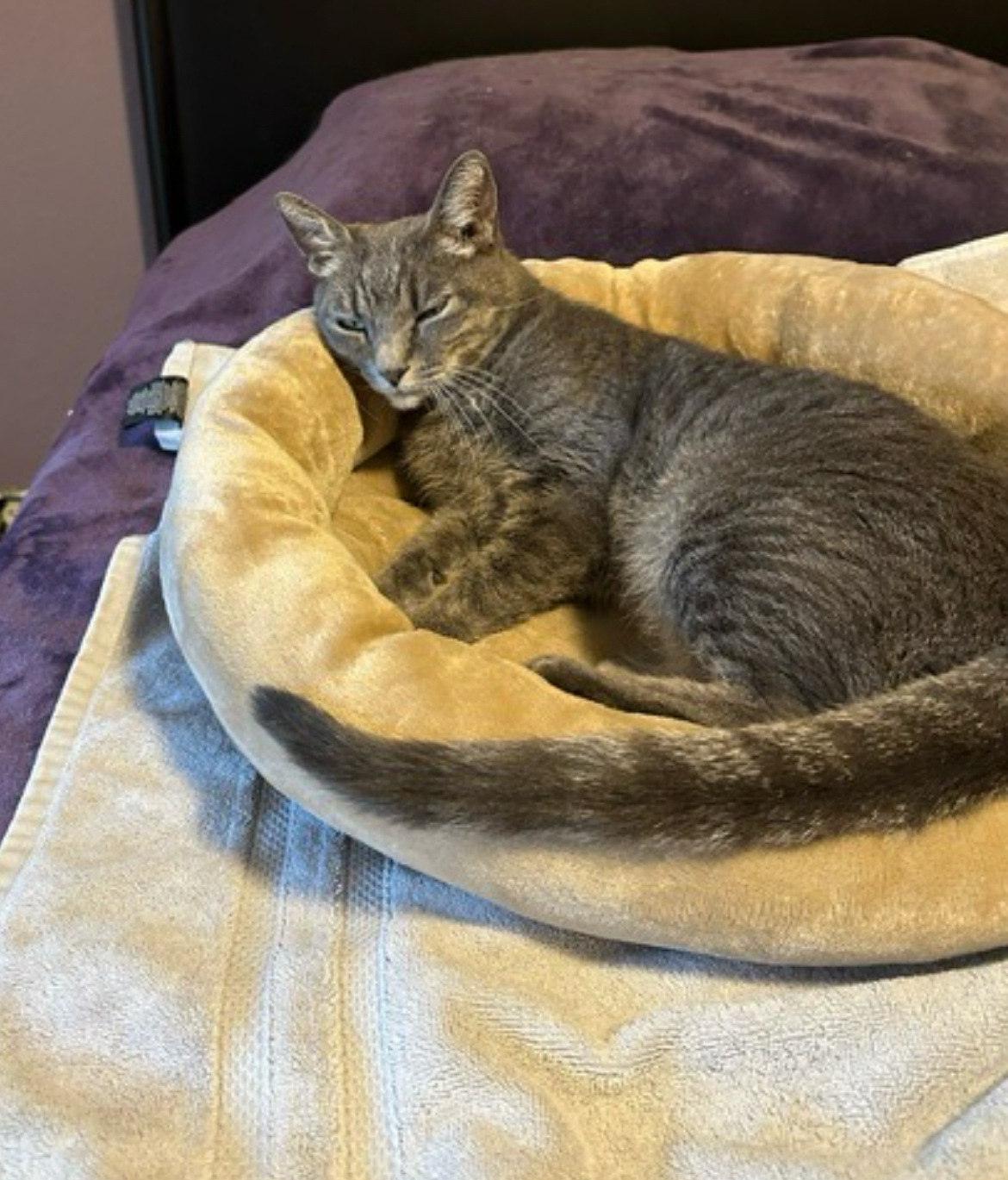 Belle, a Adoptable Tabby in Gilbert, AZ image 2/6