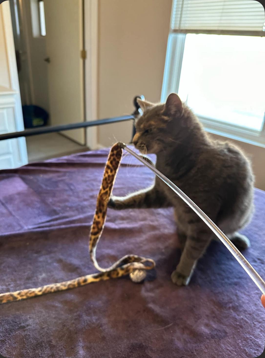 Belle, a Adoptable Tabby in Gilbert, AZ image 3/6